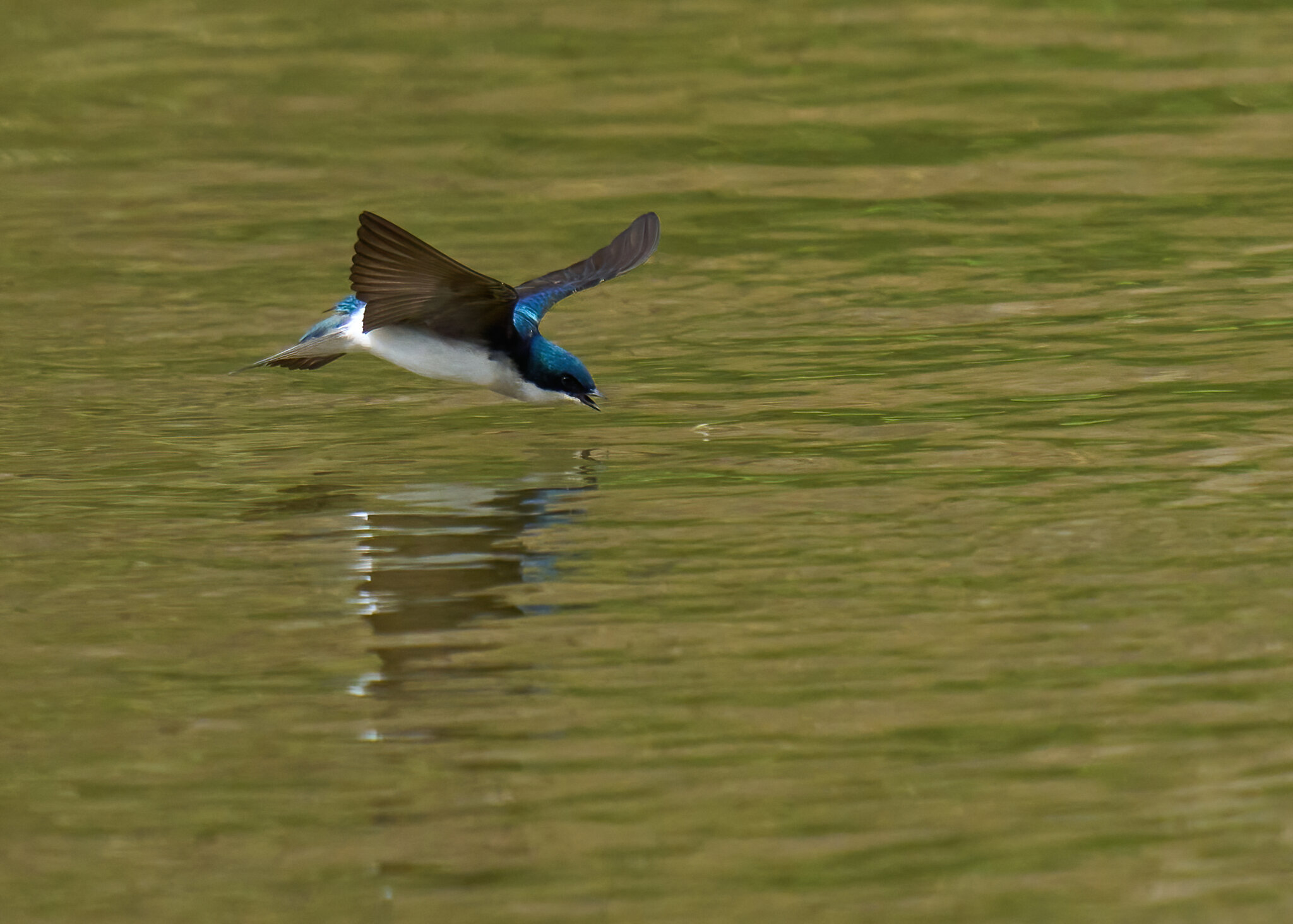 Tree Swallow Hunting - BCSP TB - 04102022 - 03-DN.jpg