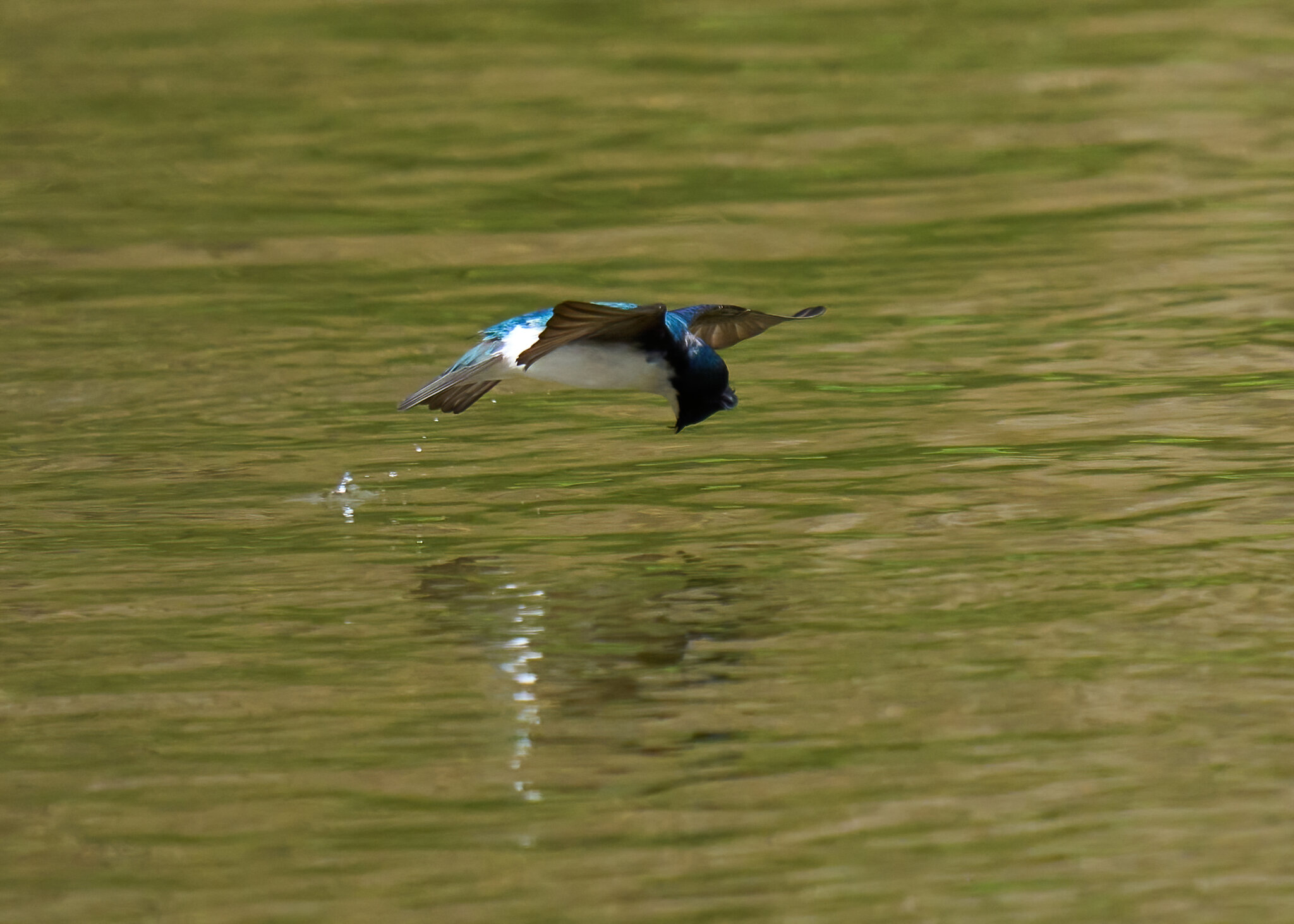 Tree Swallow Hunting - BCSP TB - 04102022 - 04-DN.jpg