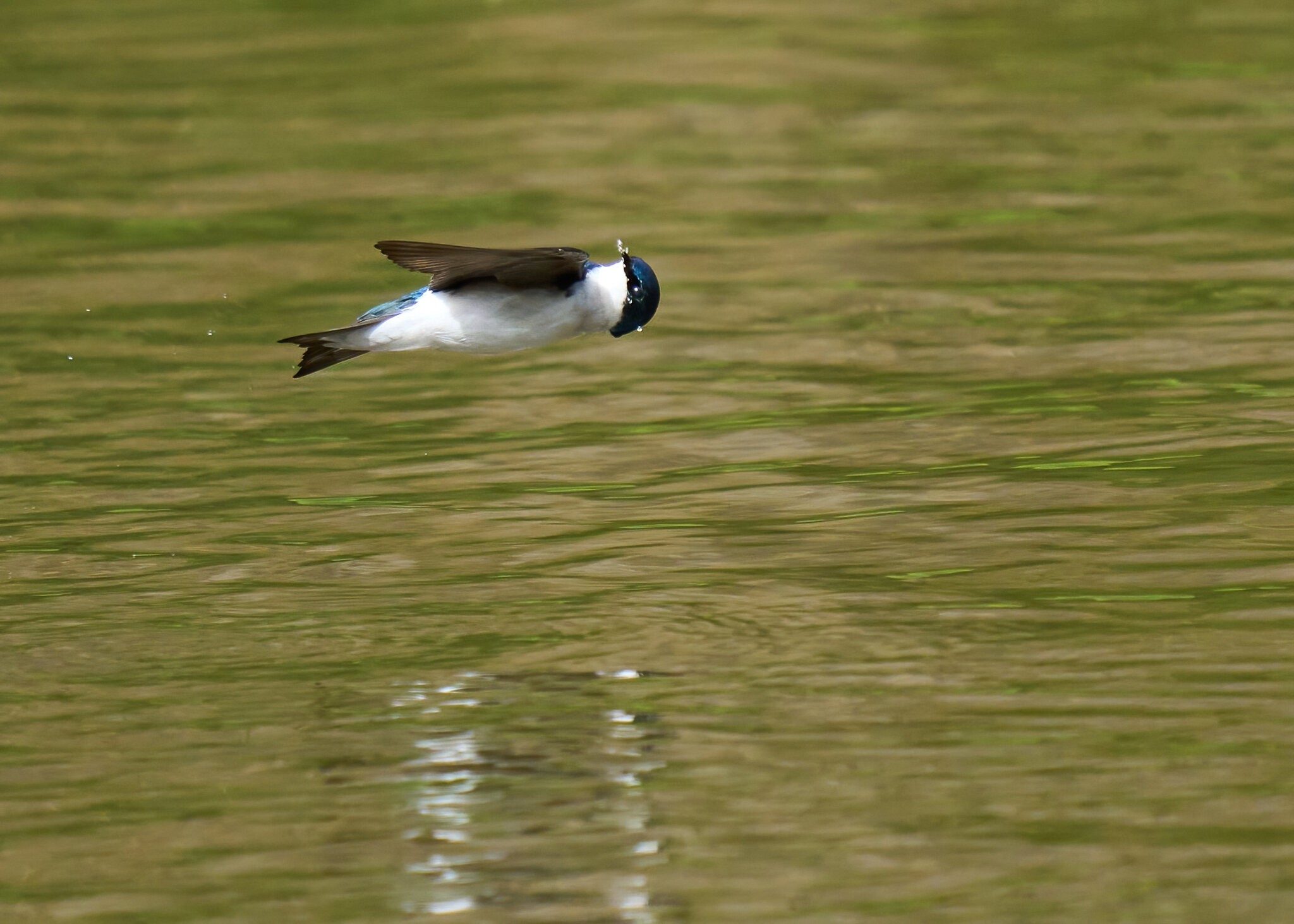 Tree Swallow Hunting - BCSP TB - 04102022 - 05-DN.jpg