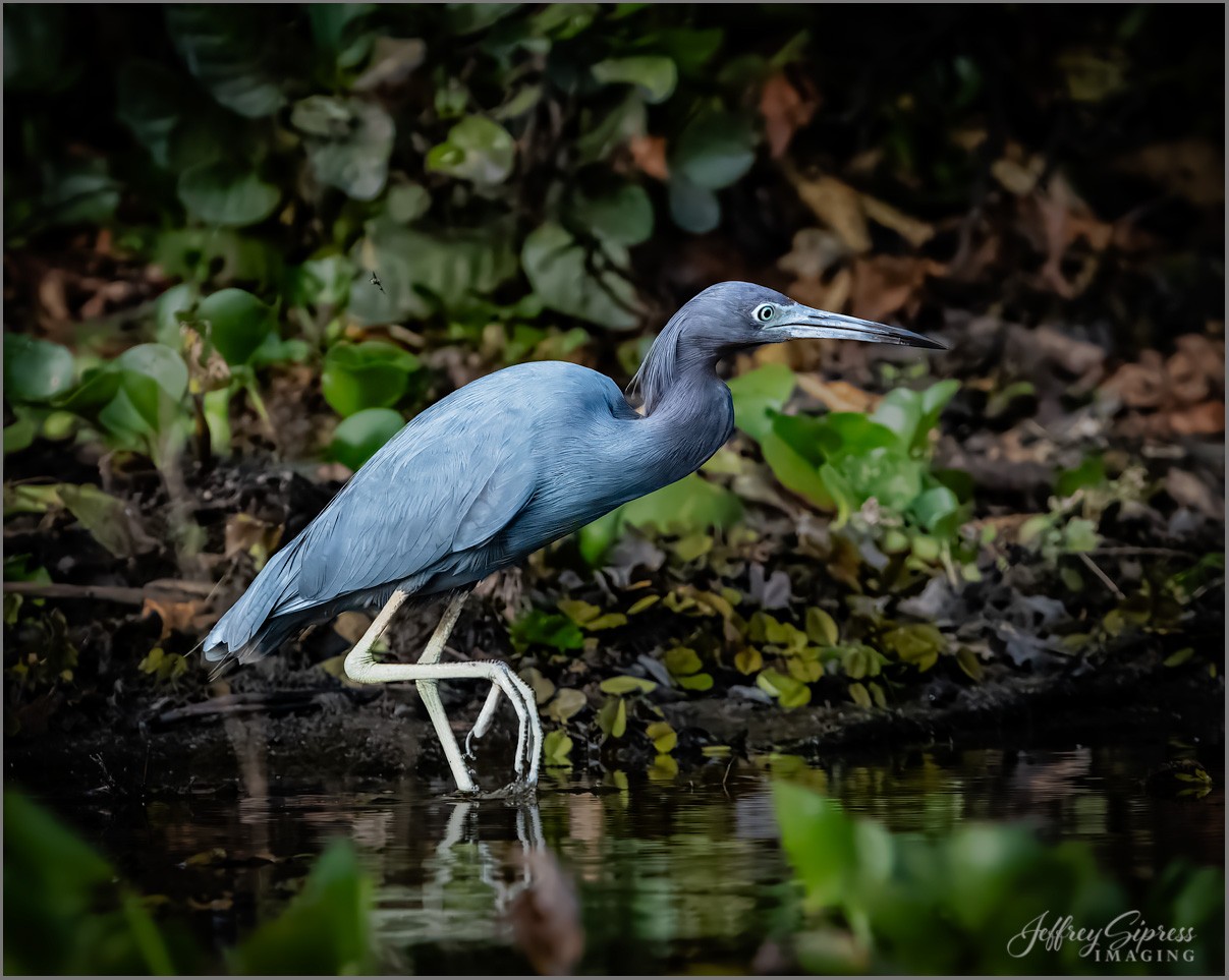 trueblueheron1.jpg