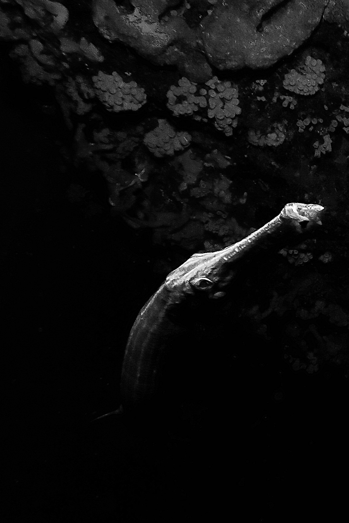 Trumpet Fish Moalboal 2015Phil Mono 3.jpg