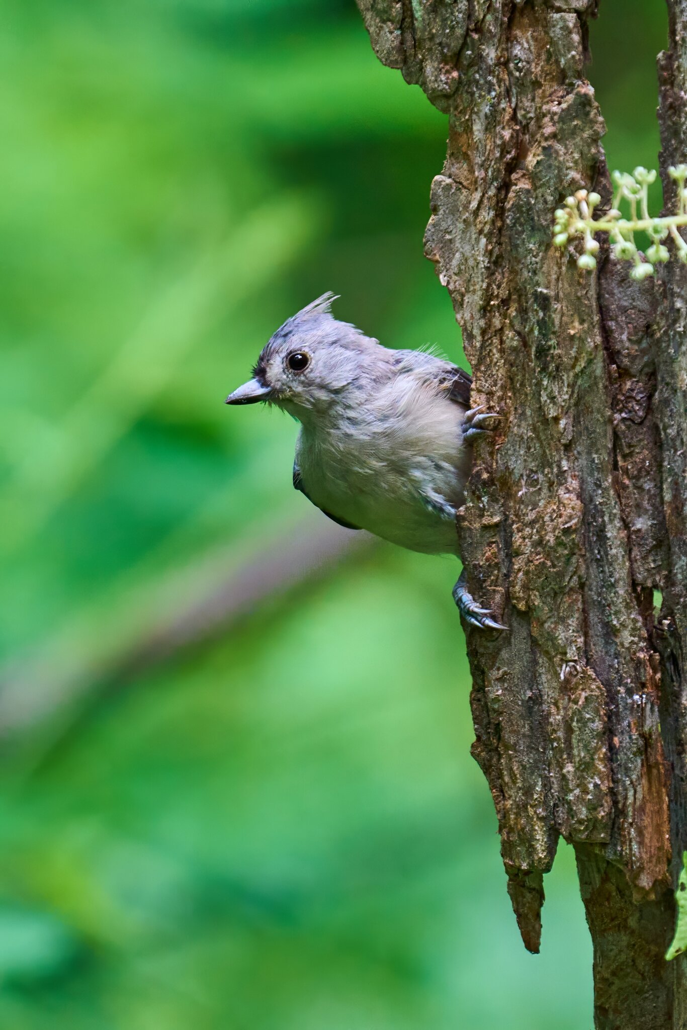 Tufted Titmouse - Ashland - 08172025 - 01 - DN.jpg