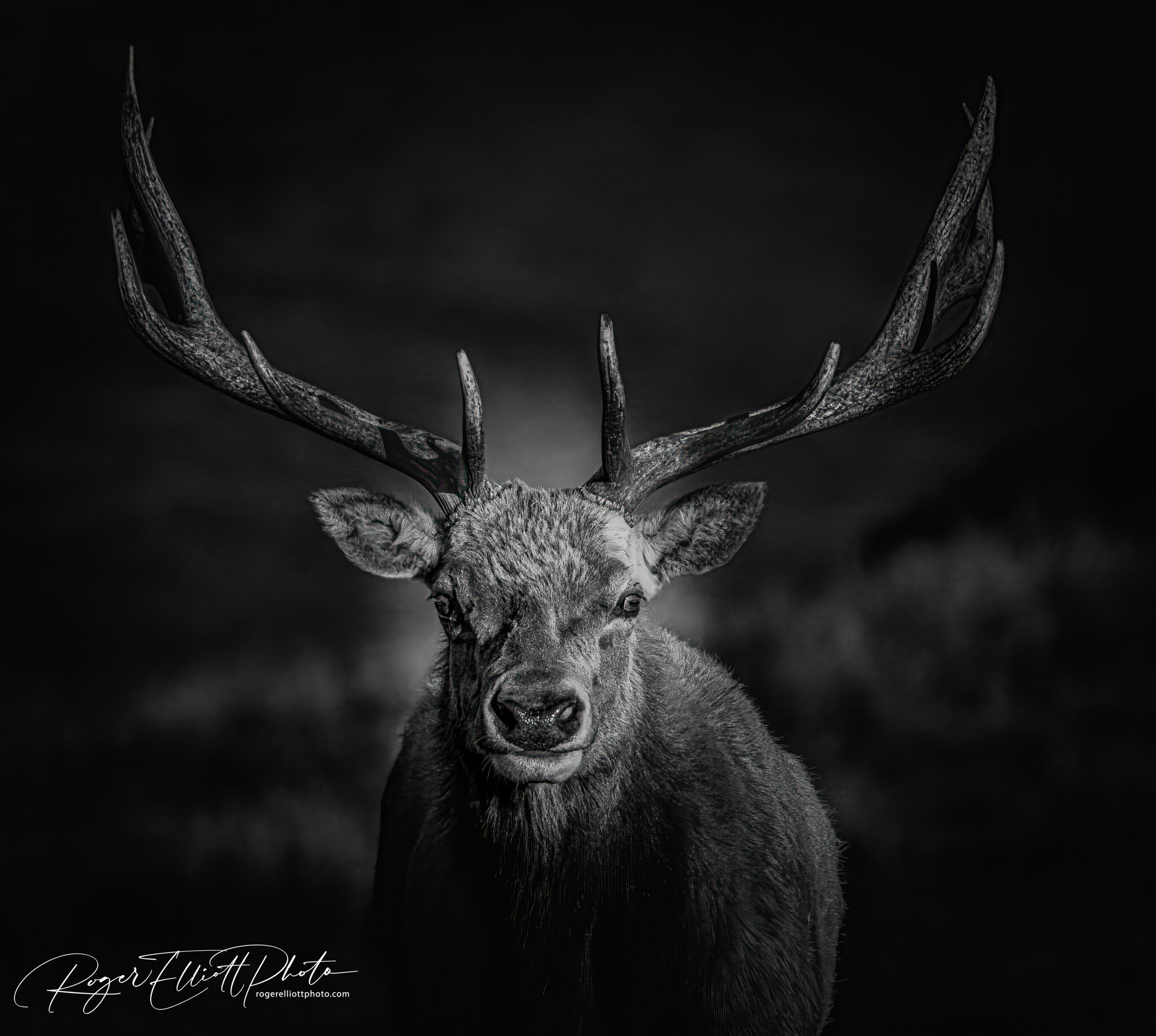Tule Elk Portrait_wm_Etsy mock up.jpg