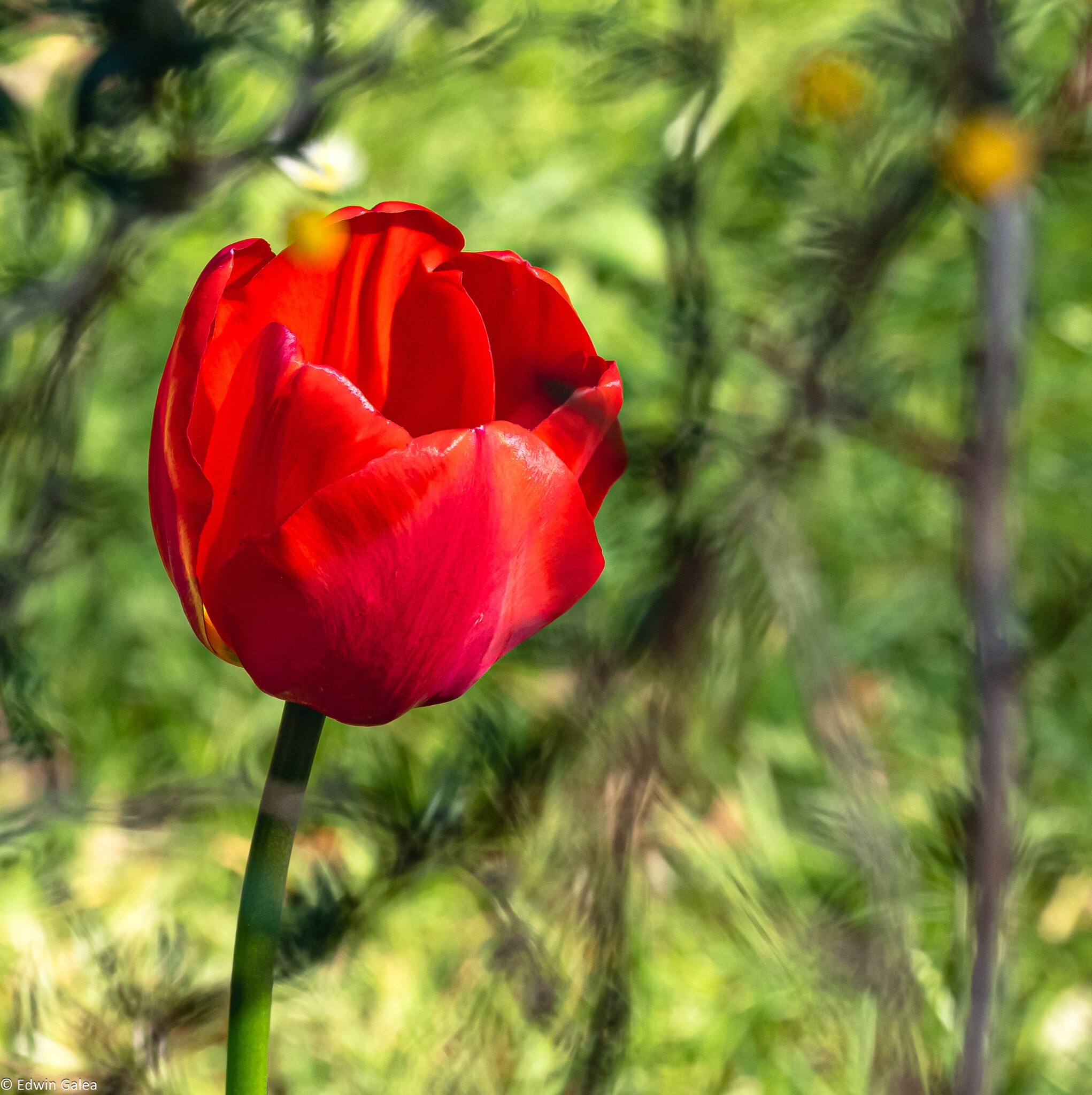 tulip-2.jpg