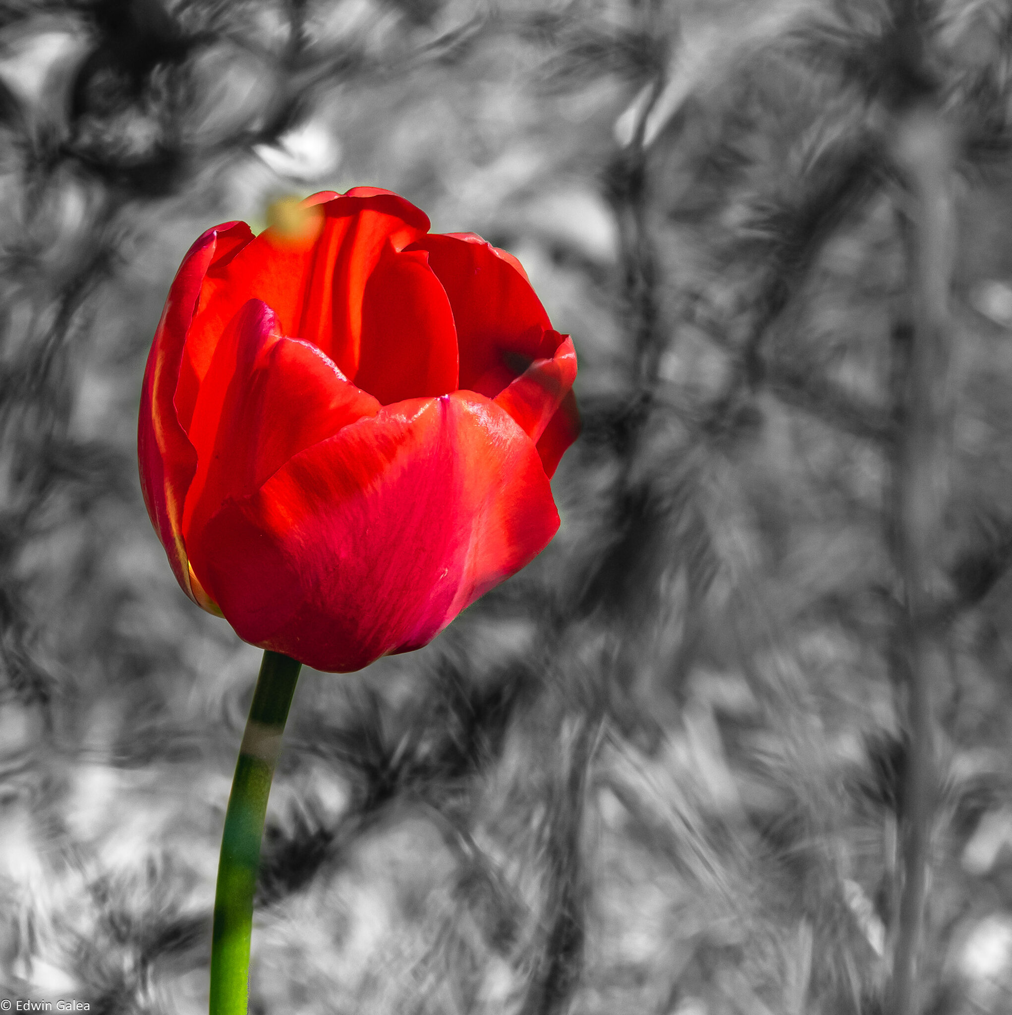 tulip-6.jpg