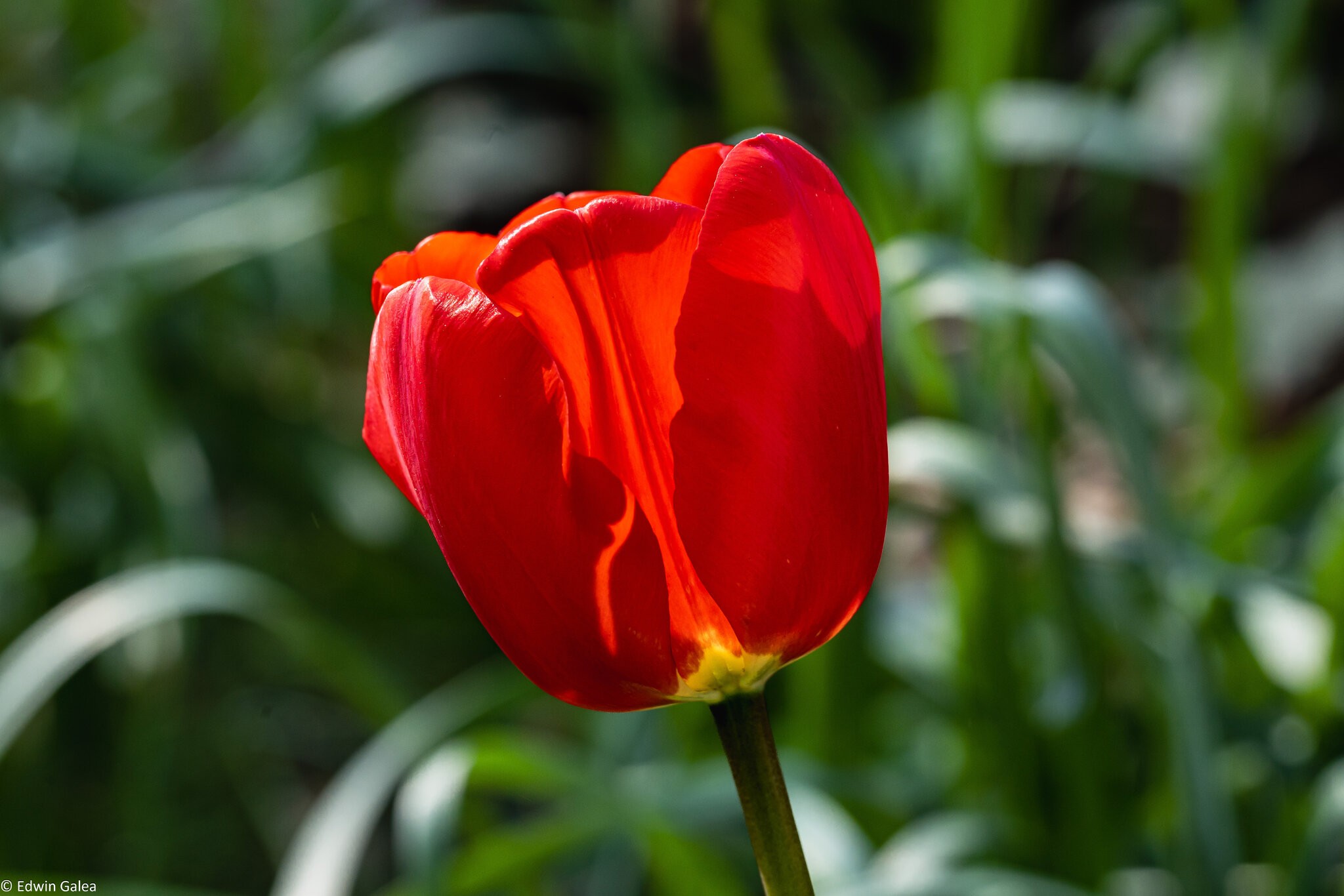 tulip-7.jpg