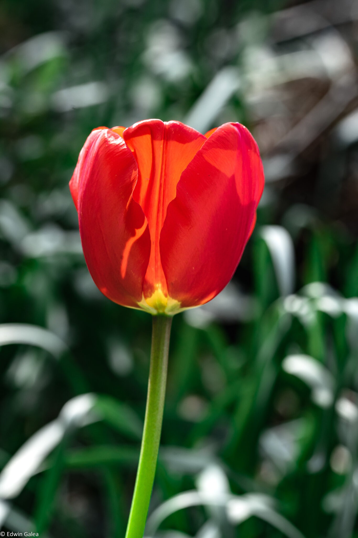 tulip-9.jpg