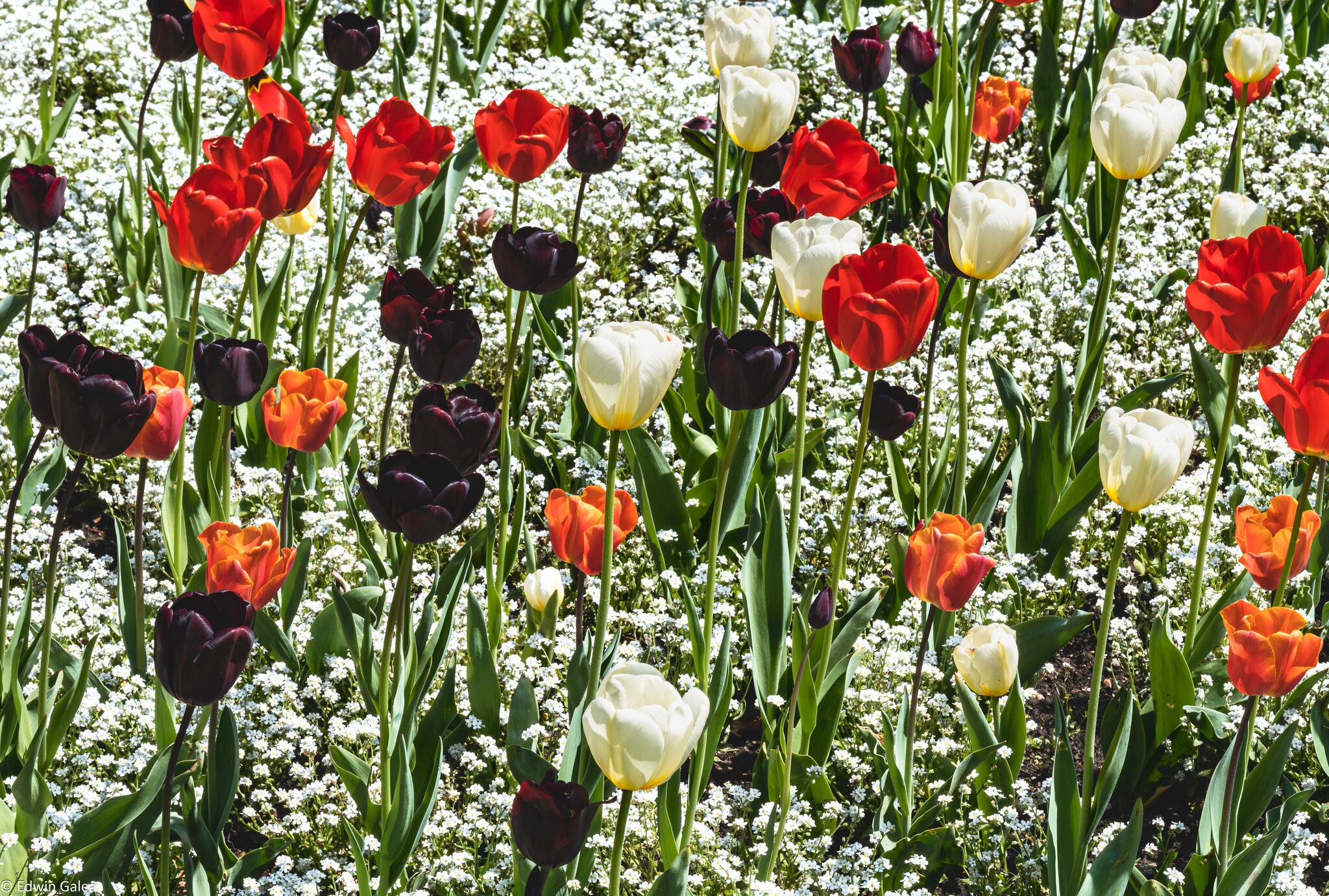 tulip cluster-2.jpg
