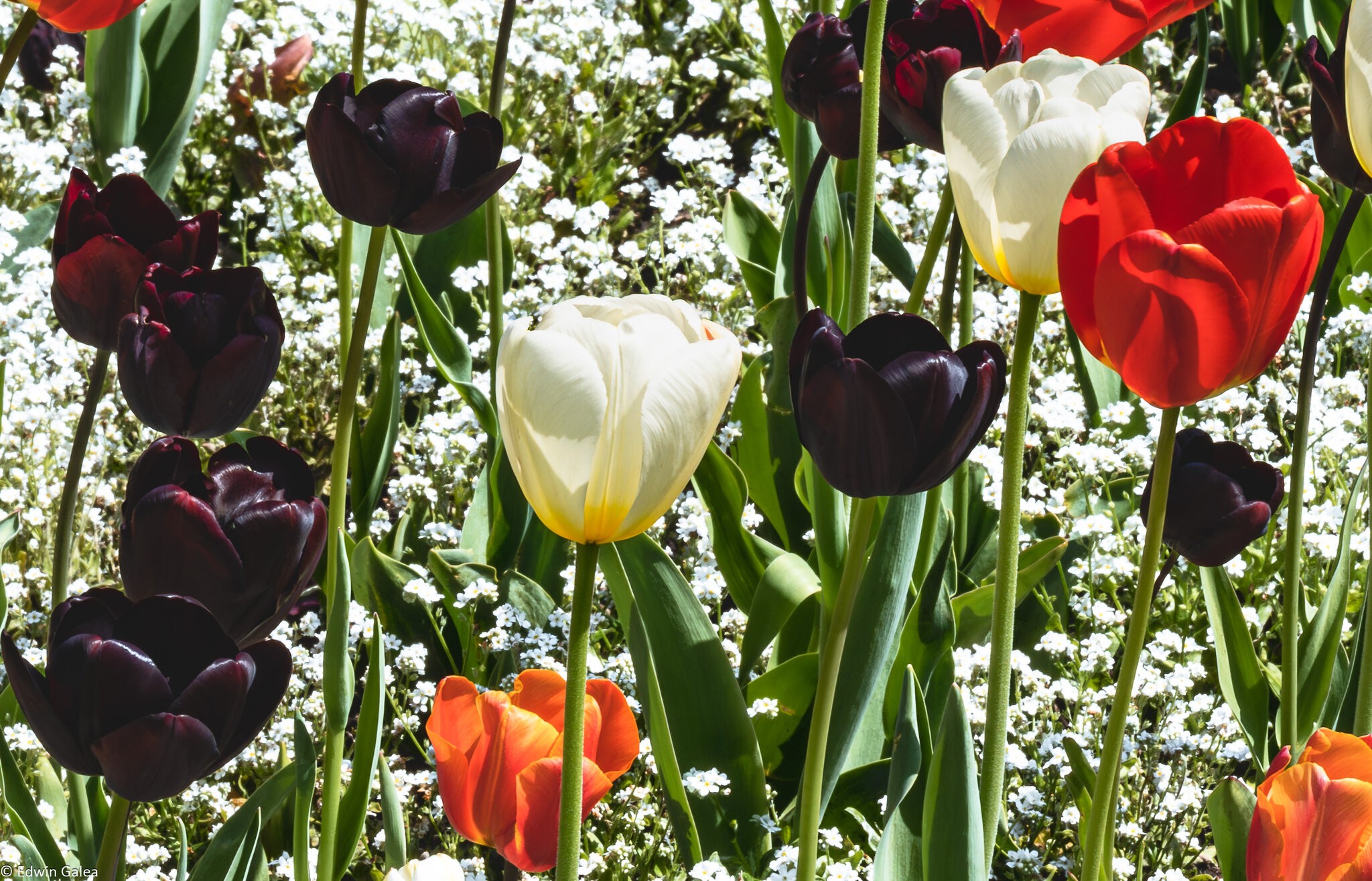 tulip cluster-3.jpg