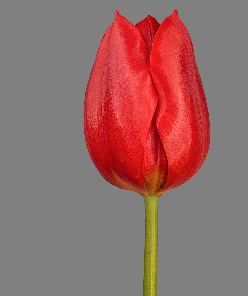 Tulip solo.jpg