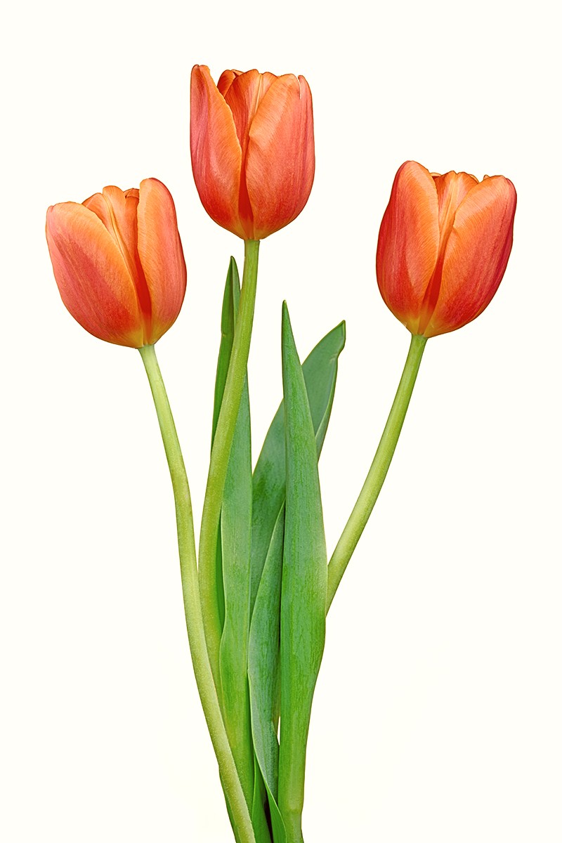 Tulip Trio.jpg
