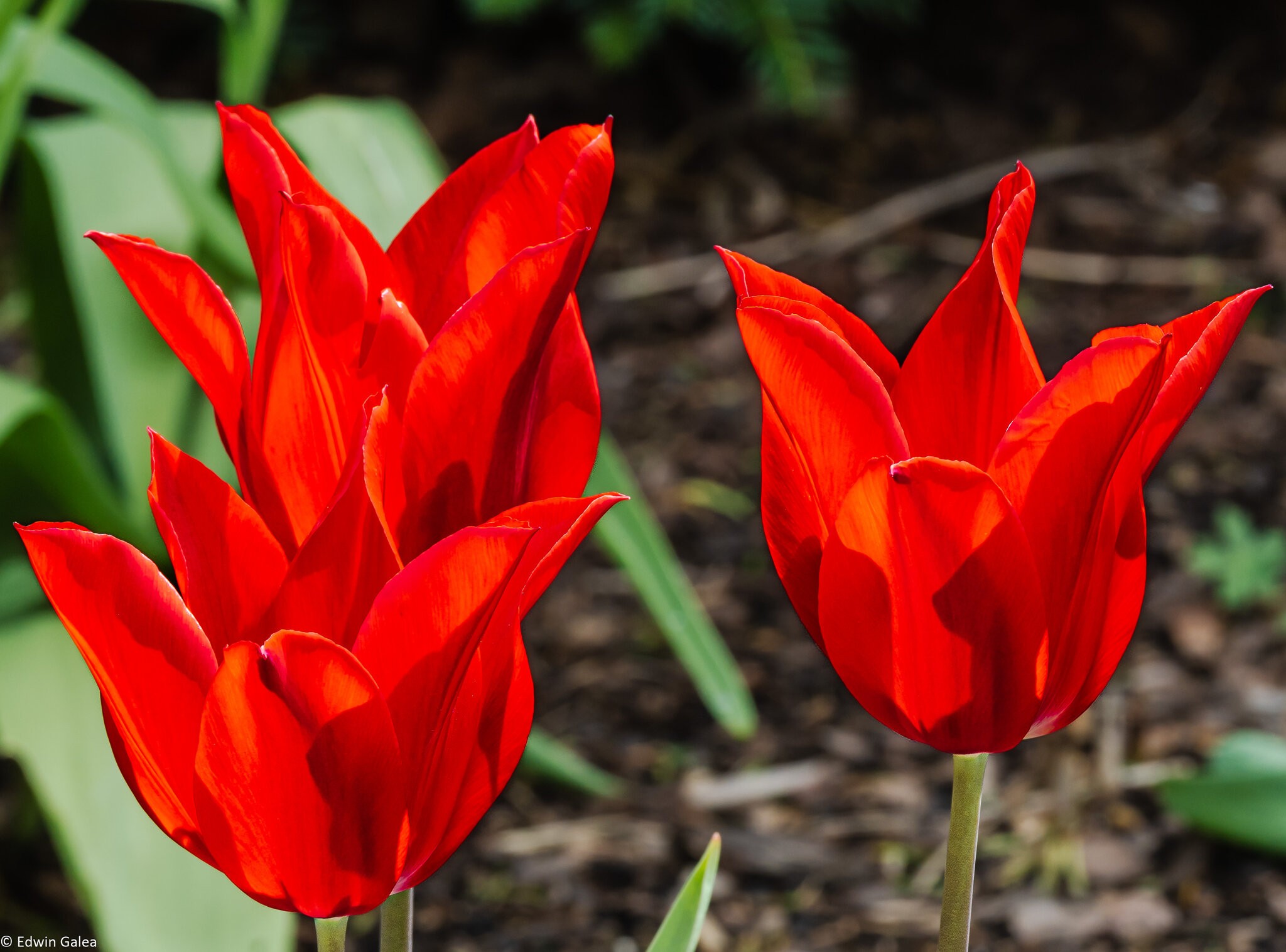 tulip_cluster-10.jpg