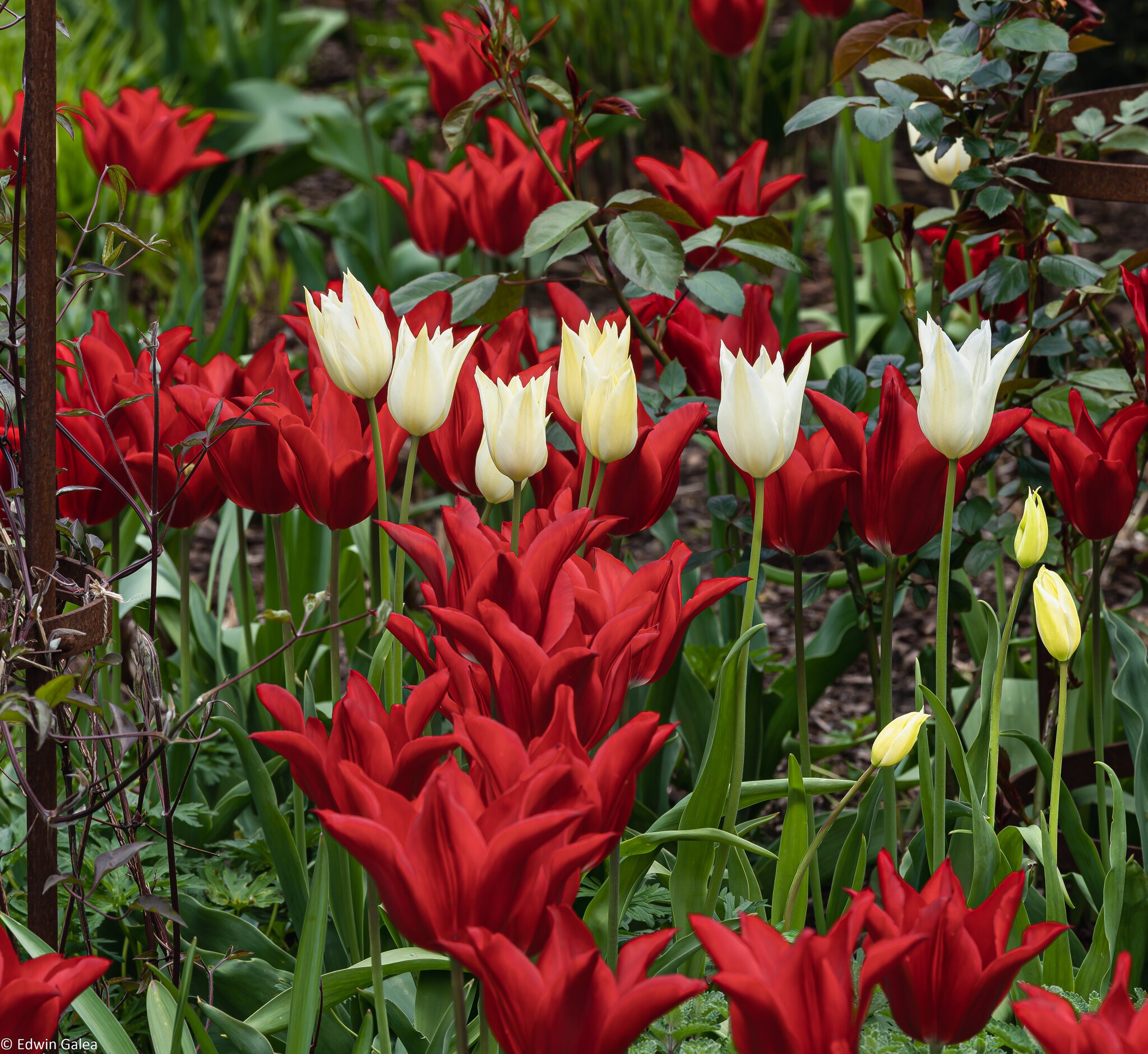 tulip_cluster-2.jpg