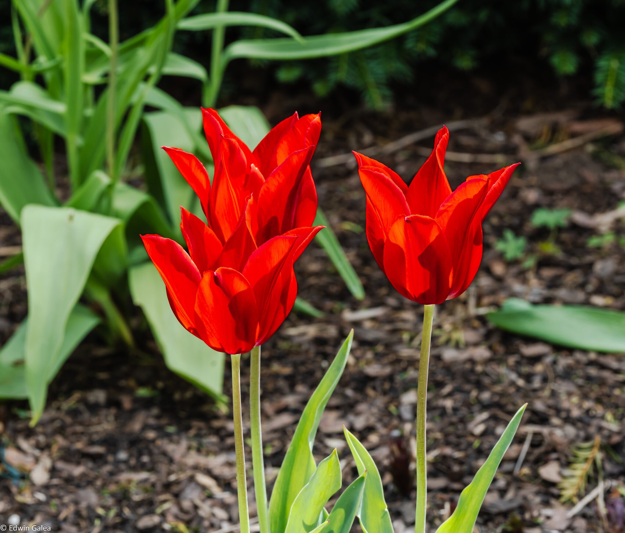 tulip_cluster-8.jpg