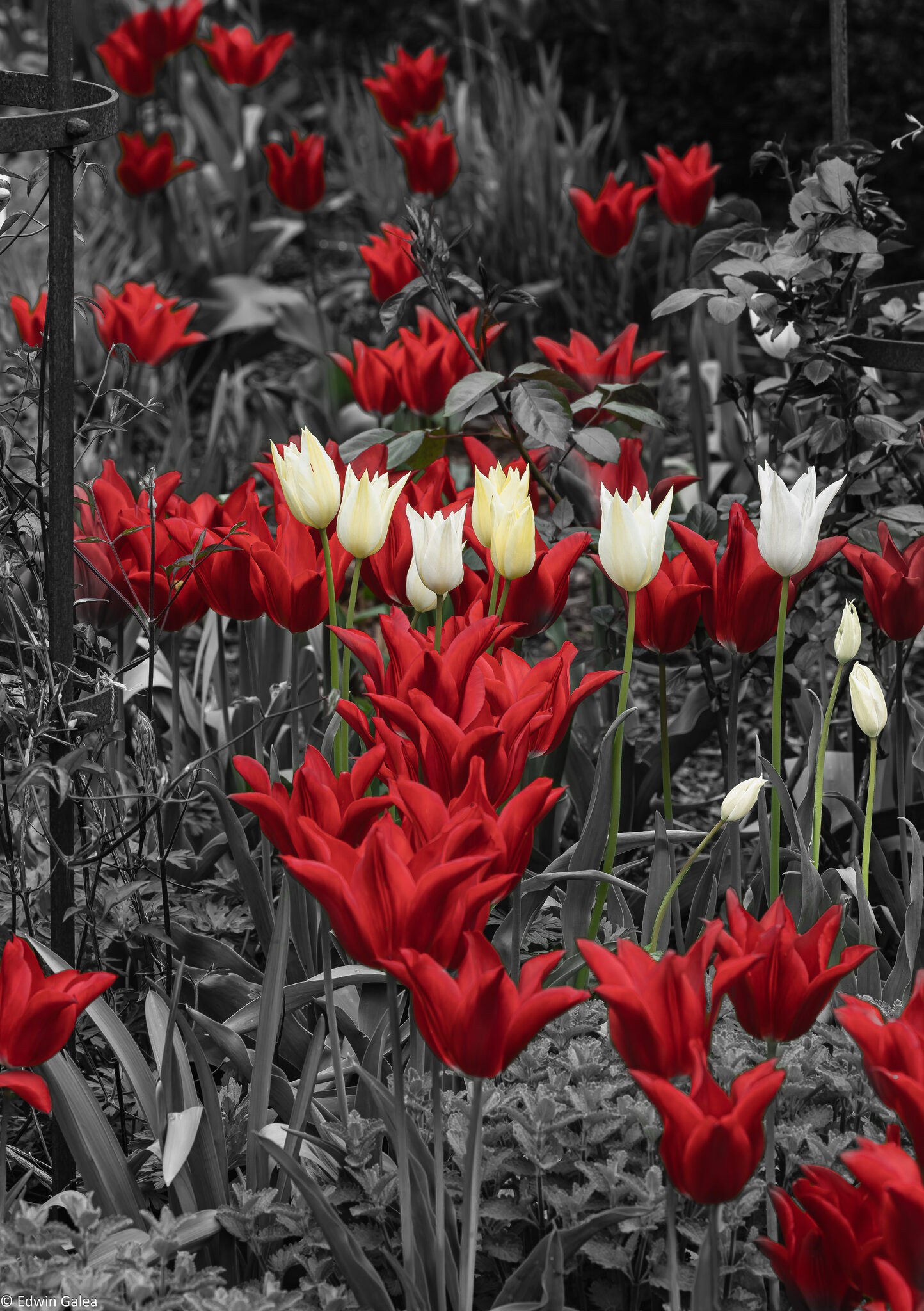 tulip_cluster_greenbw-3.jpg