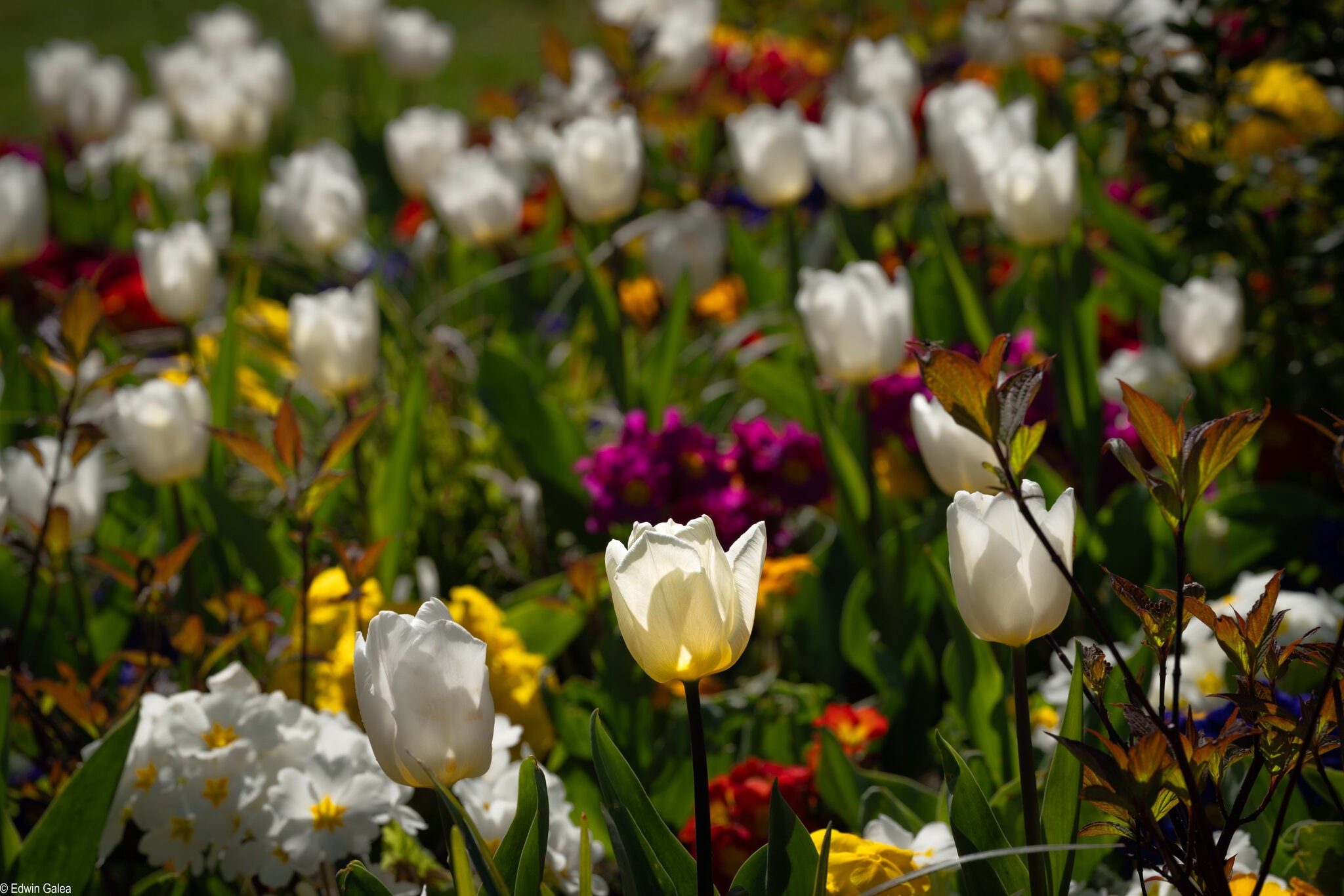 tulip_field-1.jpg