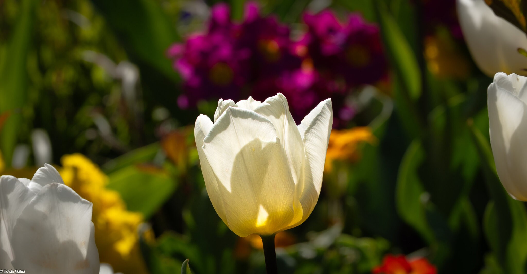 tulip_field-2.jpg