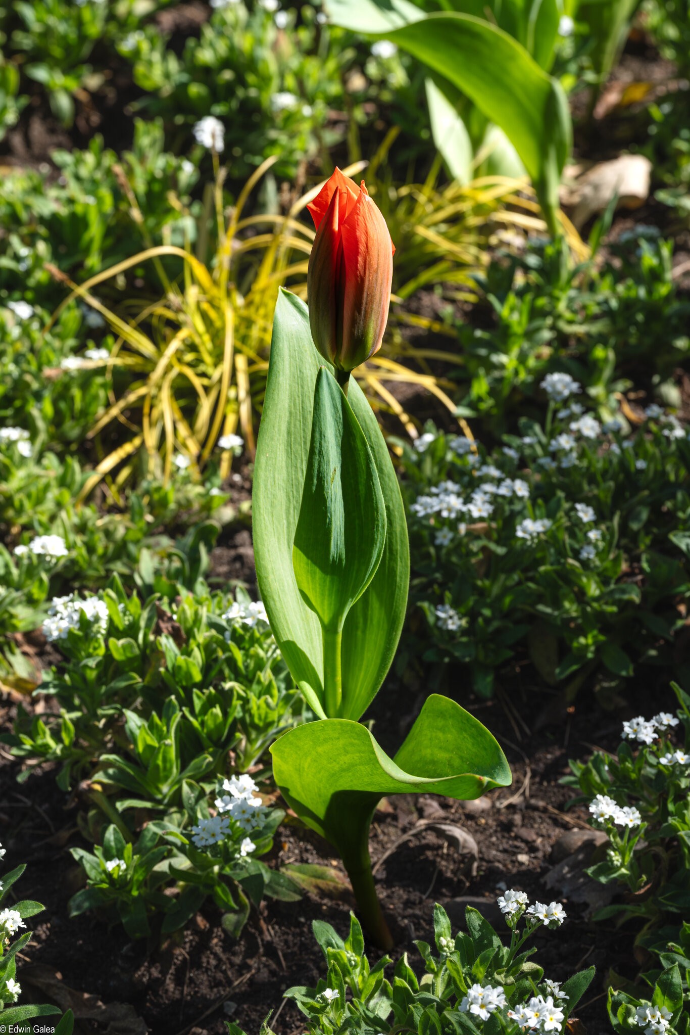 tulip_greenwpark-4.jpg