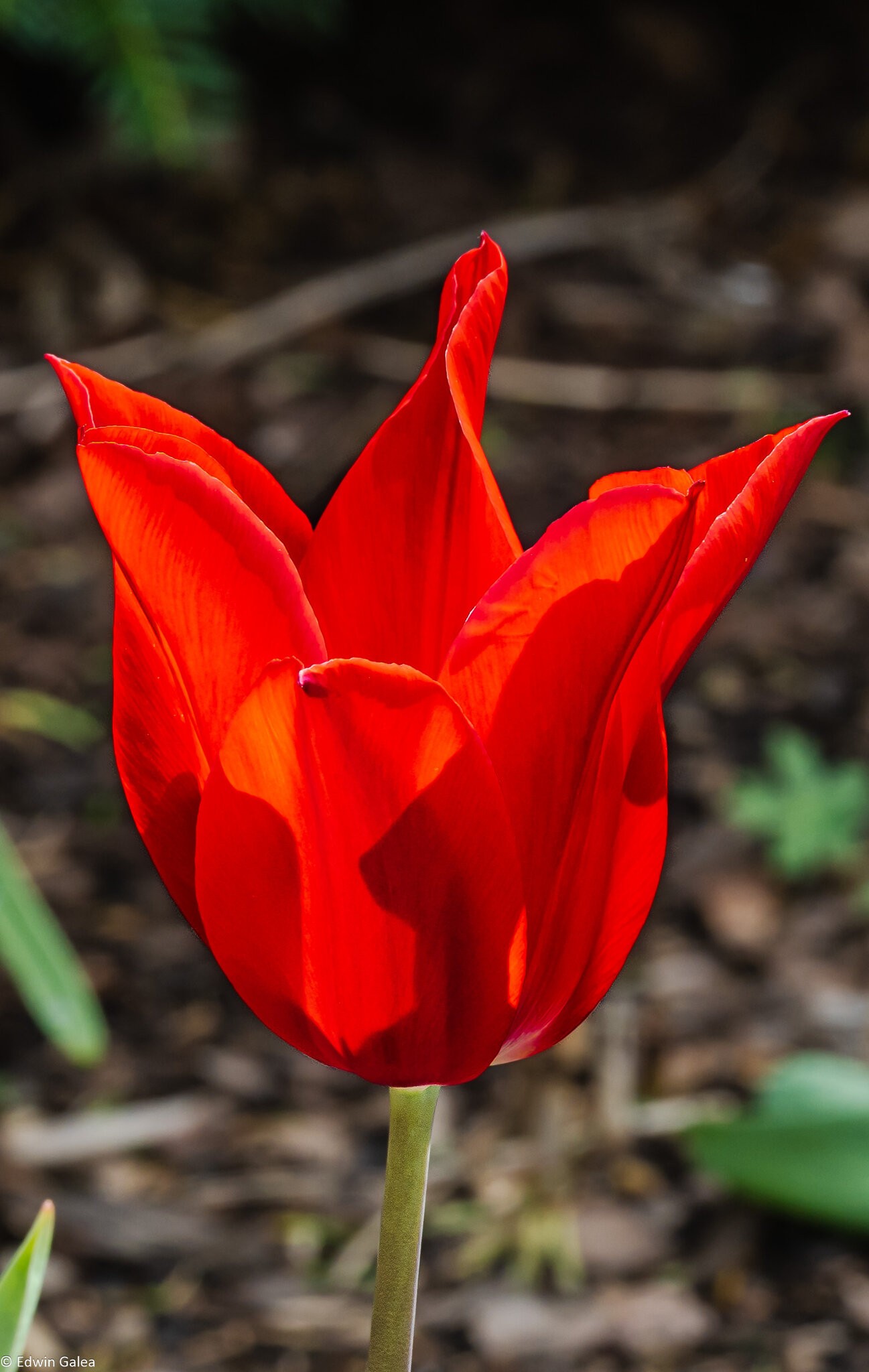 tulip_single-3.jpg