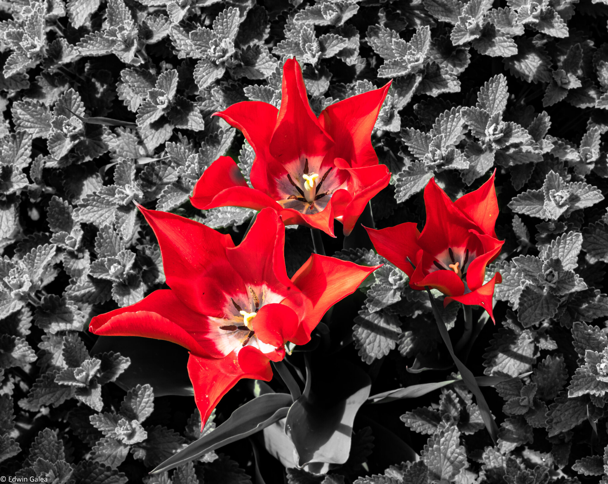 tulip_three_bwsurround-3.jpg