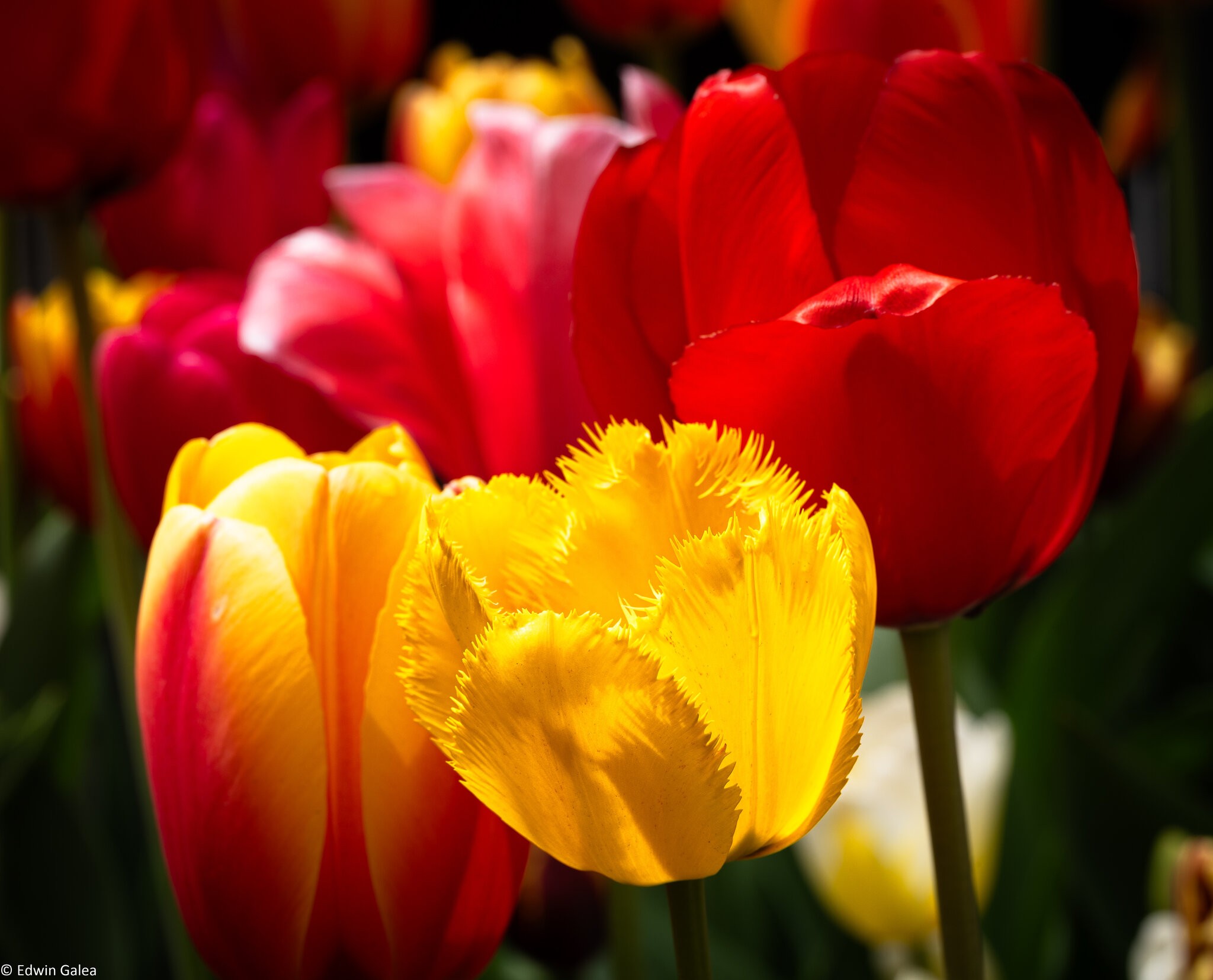 tulips_madison_square_park-9.jpg