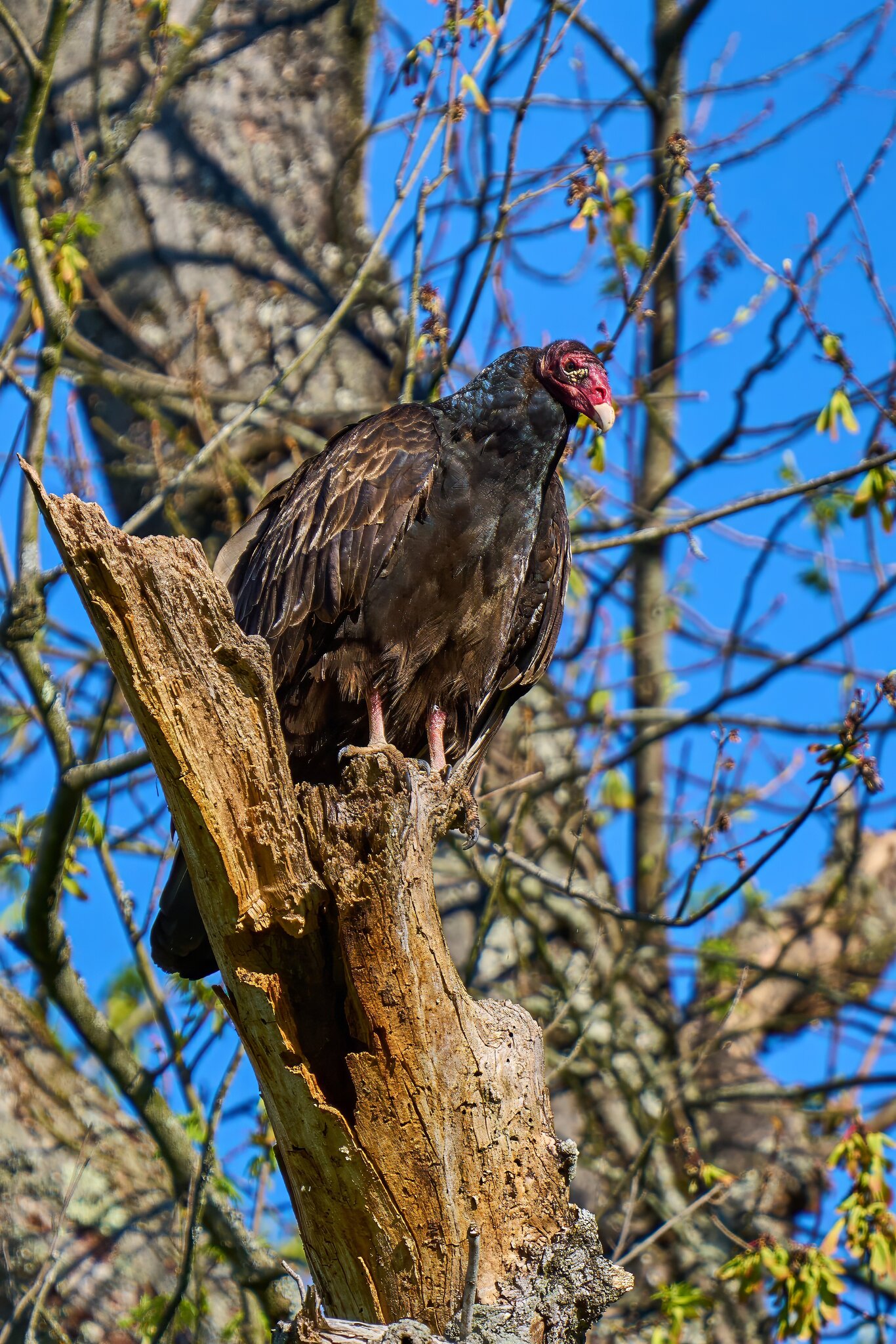Turkey Vulture - BCSP - 04162024 - 02- DN.jpg