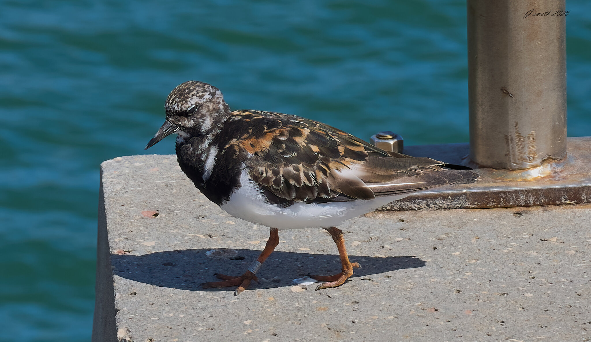 turnstone 2025.jpg