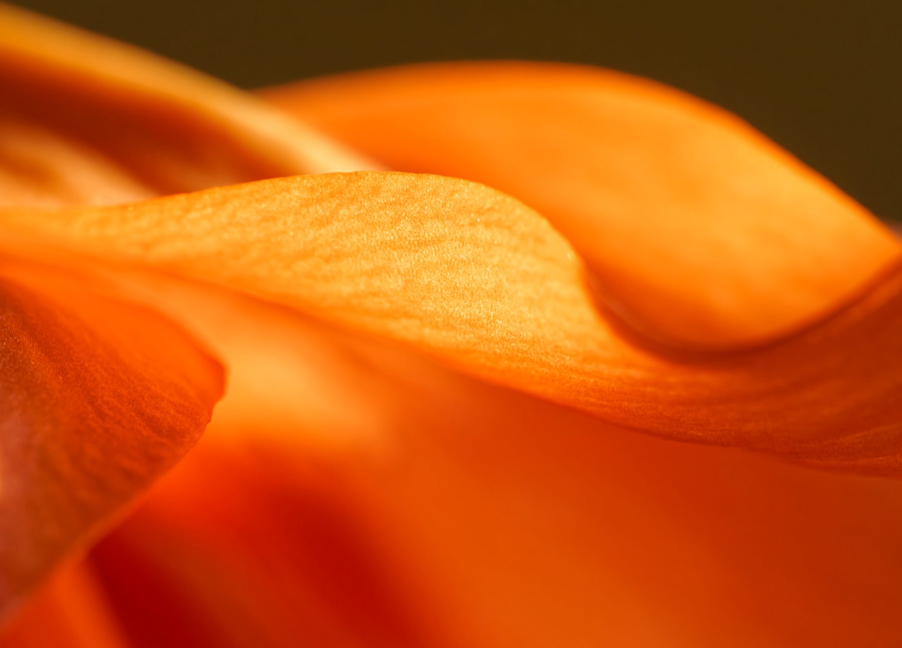 Unfurling in the Morning Light.jpeg