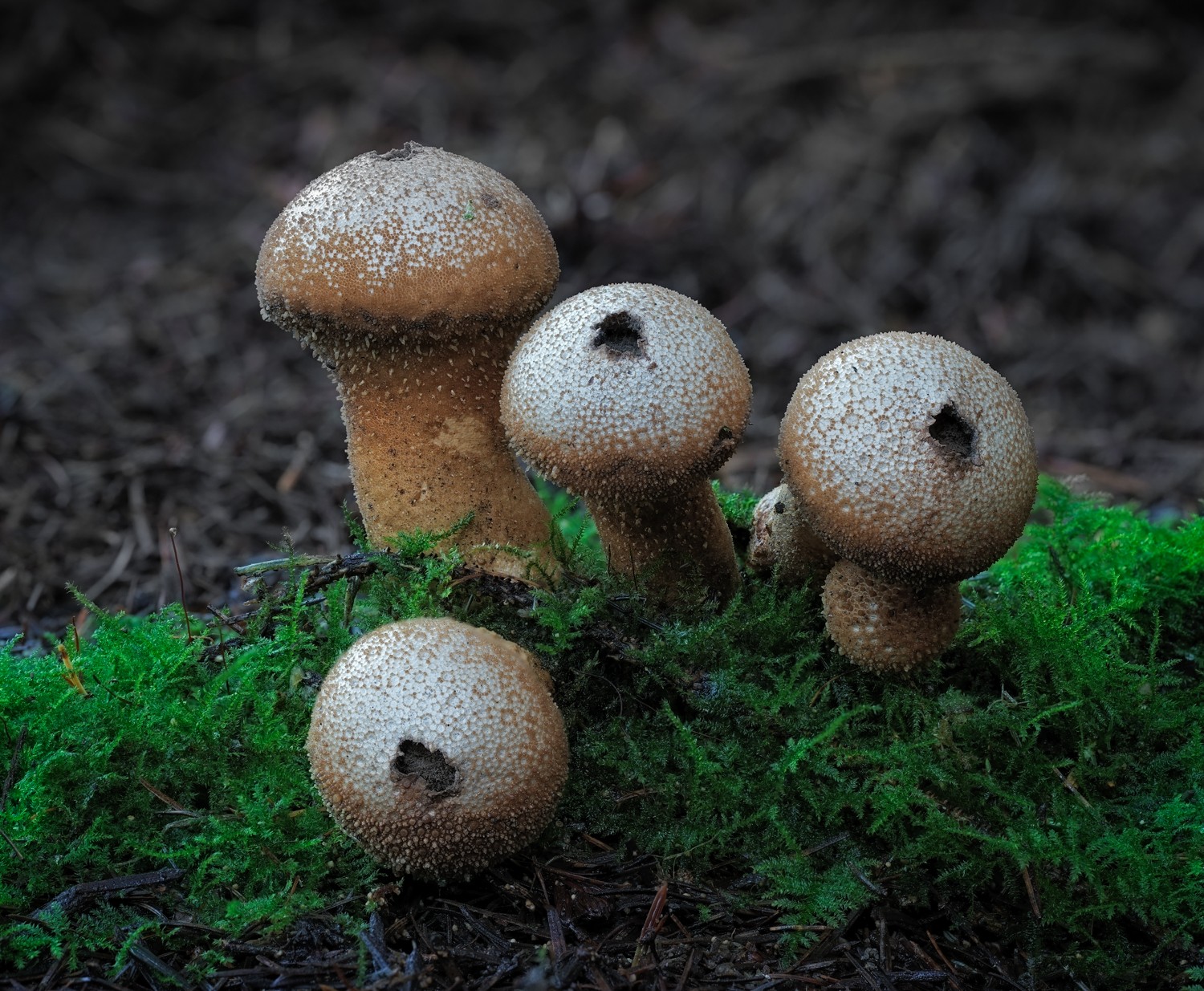 untitled (1 of 2).jpg