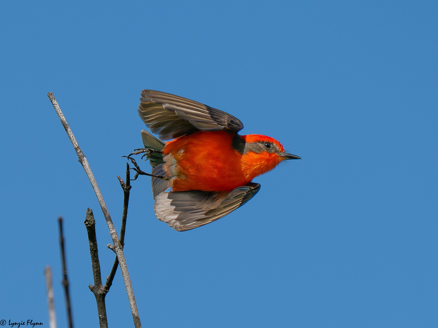 Vermilion Flycatcher 4117951.jpg