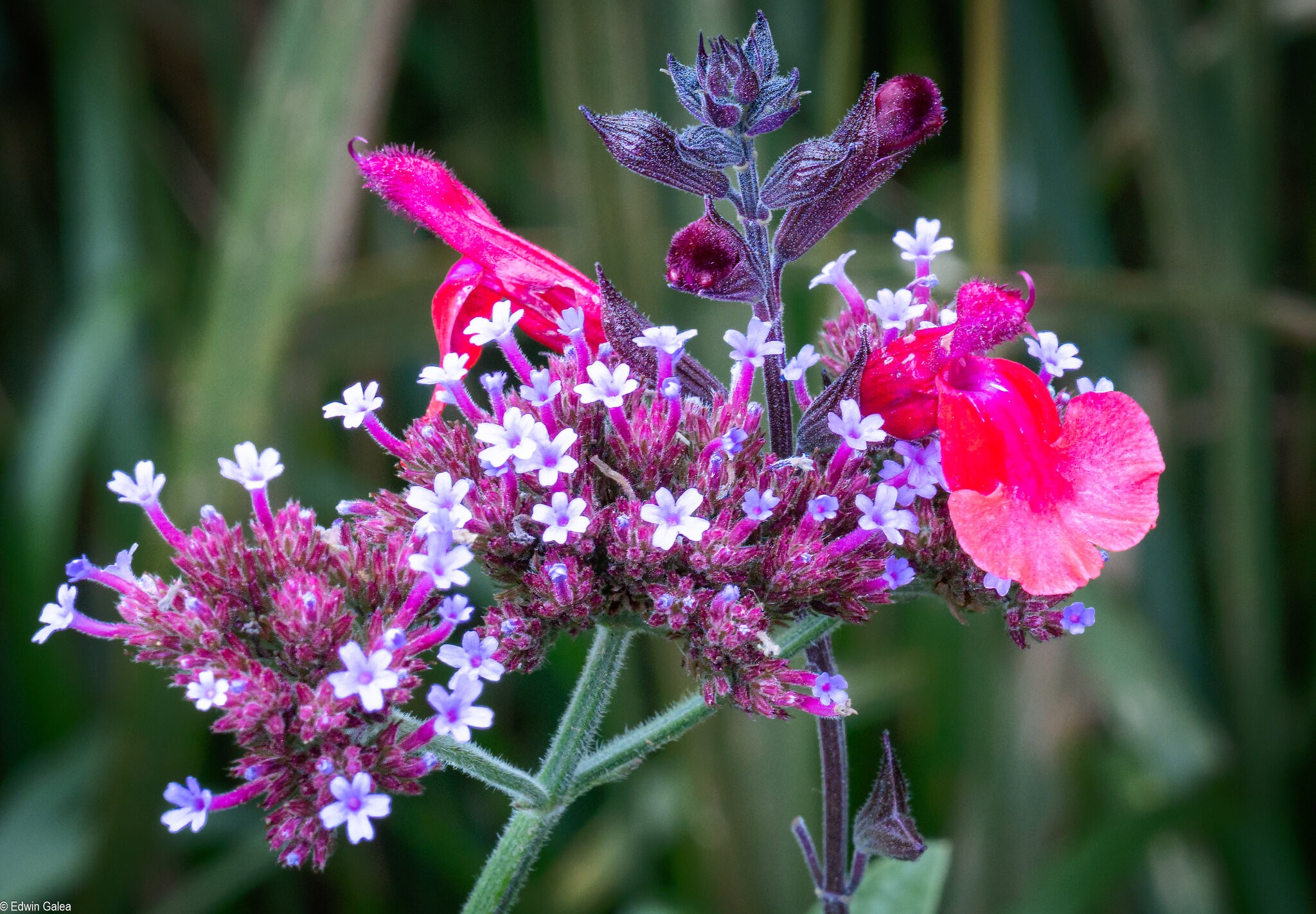 vervain-1.jpg