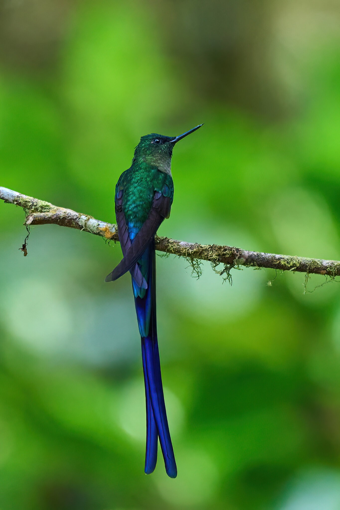 Violet-tailed Sylph - El Oro - 09112022 - 19-DN.jpg