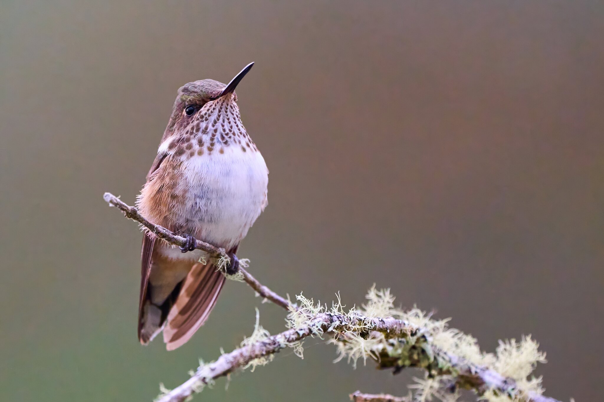 Volcano Hummingbird - Talamanca Highlands - 03072024 - 09- DN.jpg