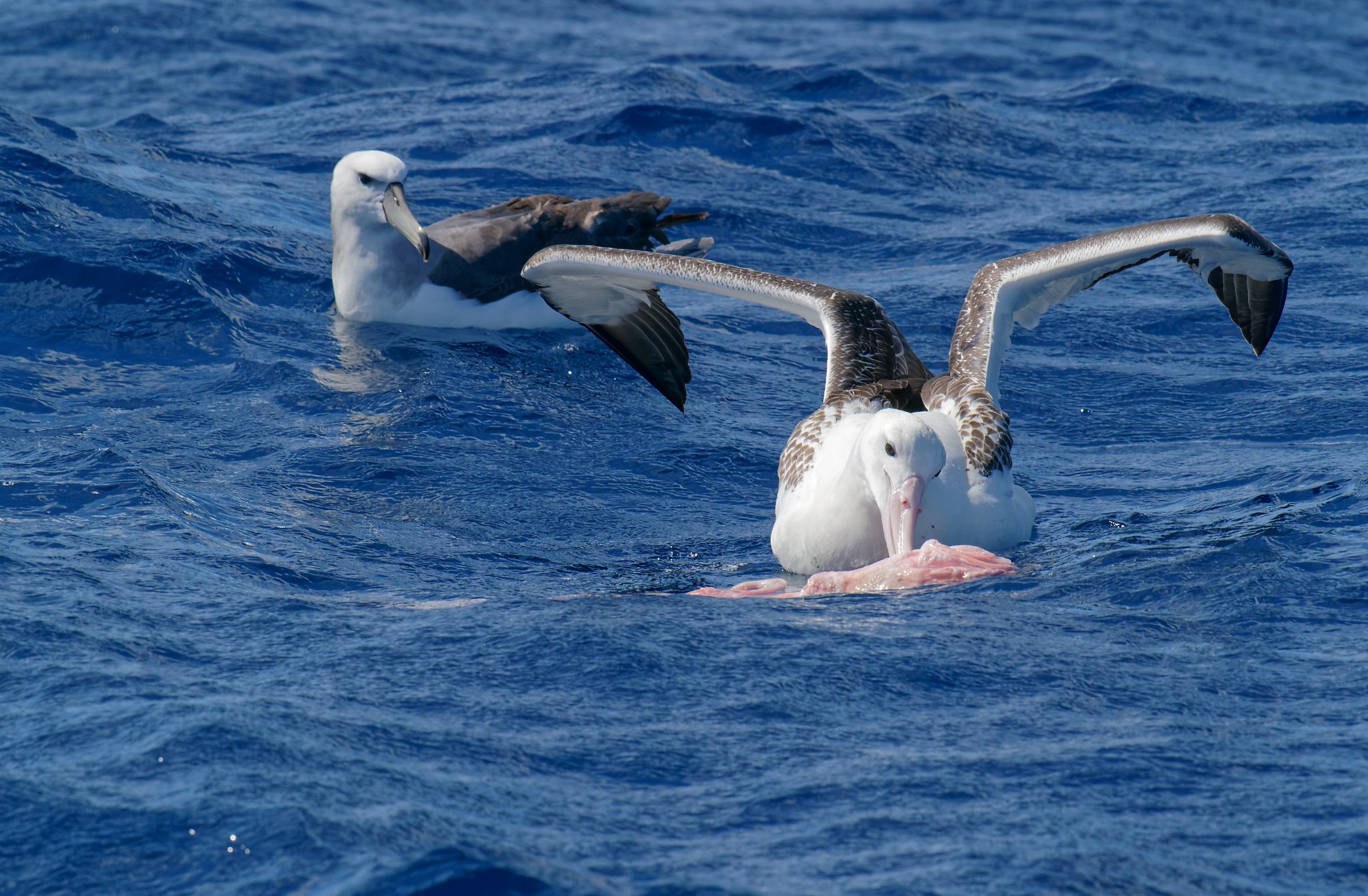 Wandering Albatross feeding (14).jpg