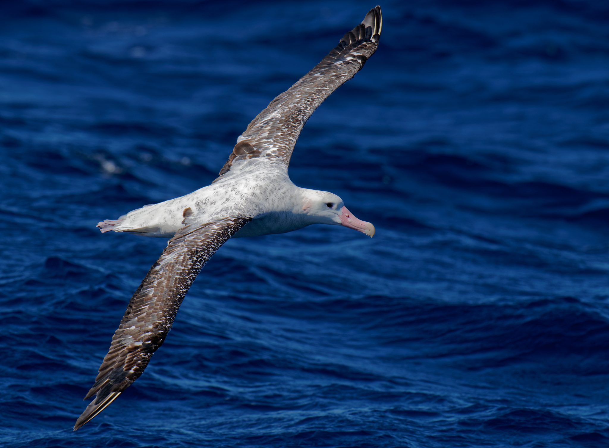 Wandering Albatross IF (22).jpg