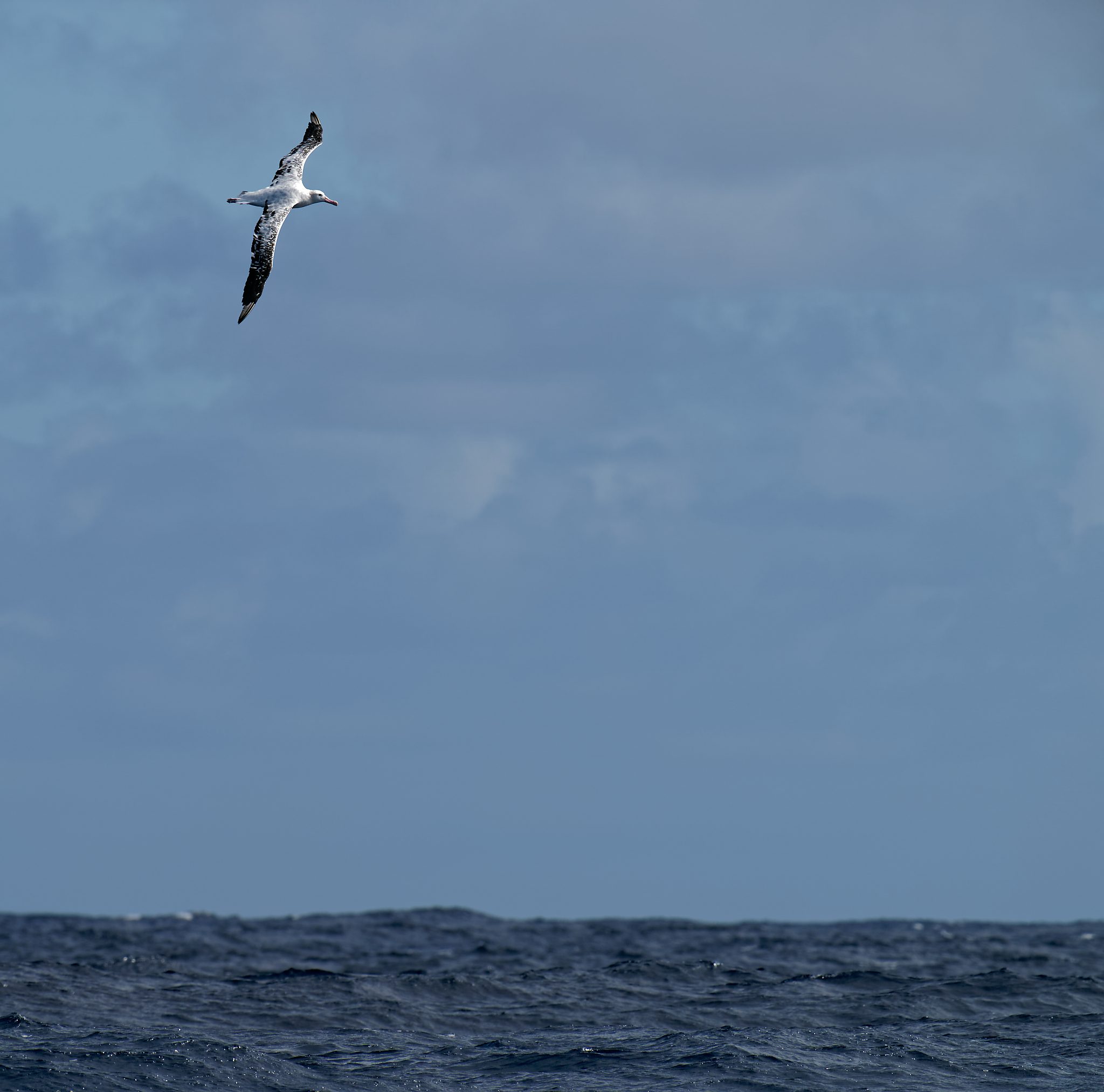 Wandering Albatross IF (28).jpg