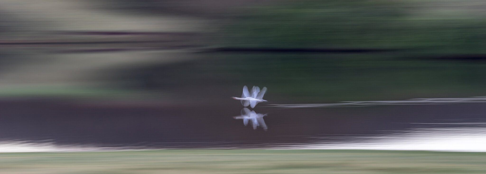 Warp Speed Swan .jpg