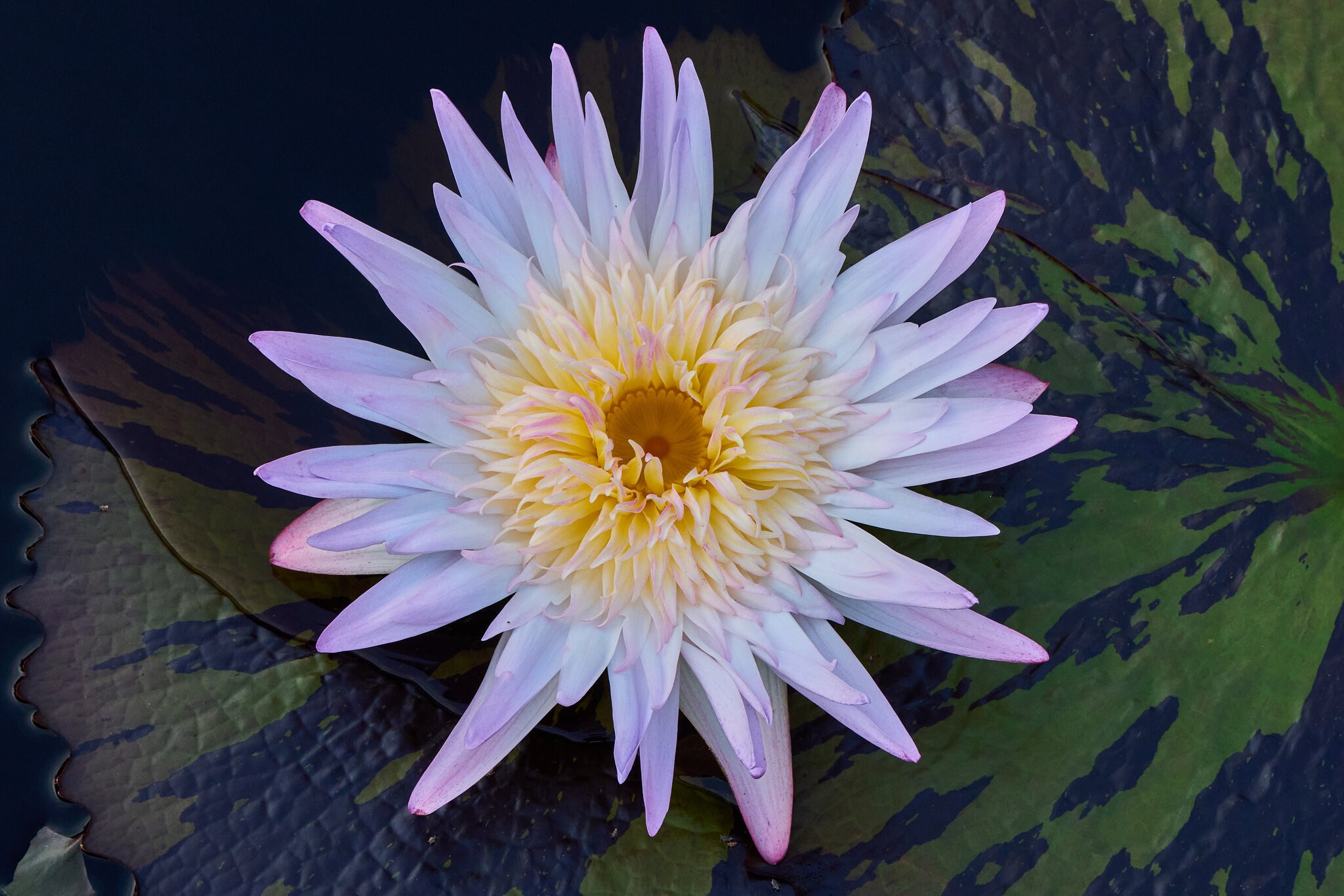 Water Lilly - Longwood - 08142026 - 01.jpg