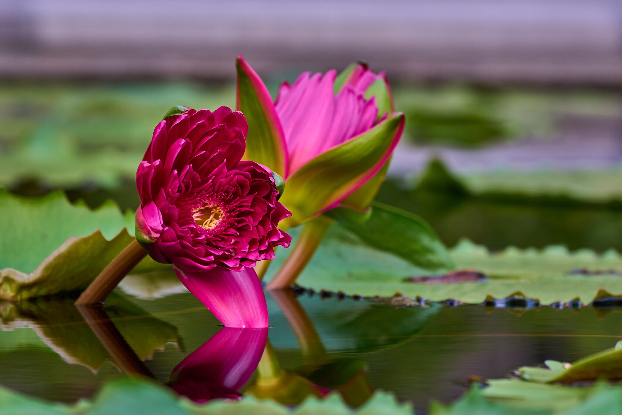Water Lilly - Longwood - 08142026 - 14.jpg
