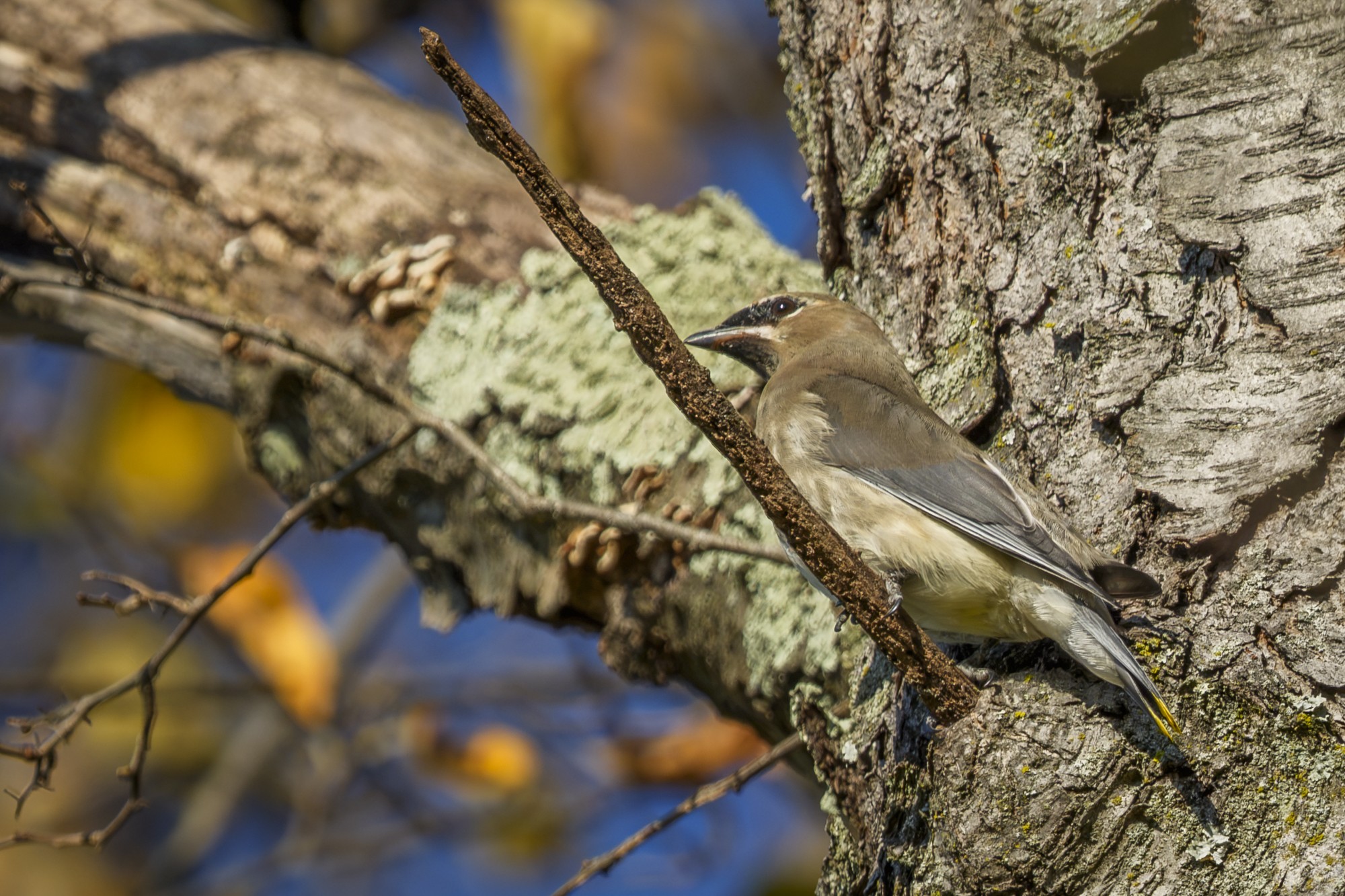 waxwing03.jpg