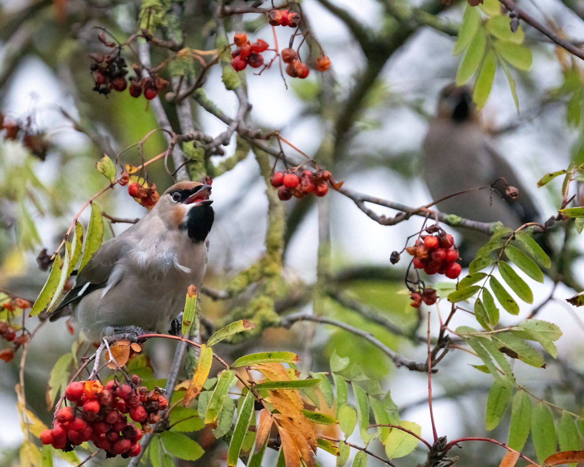 Waxwings.jpg
