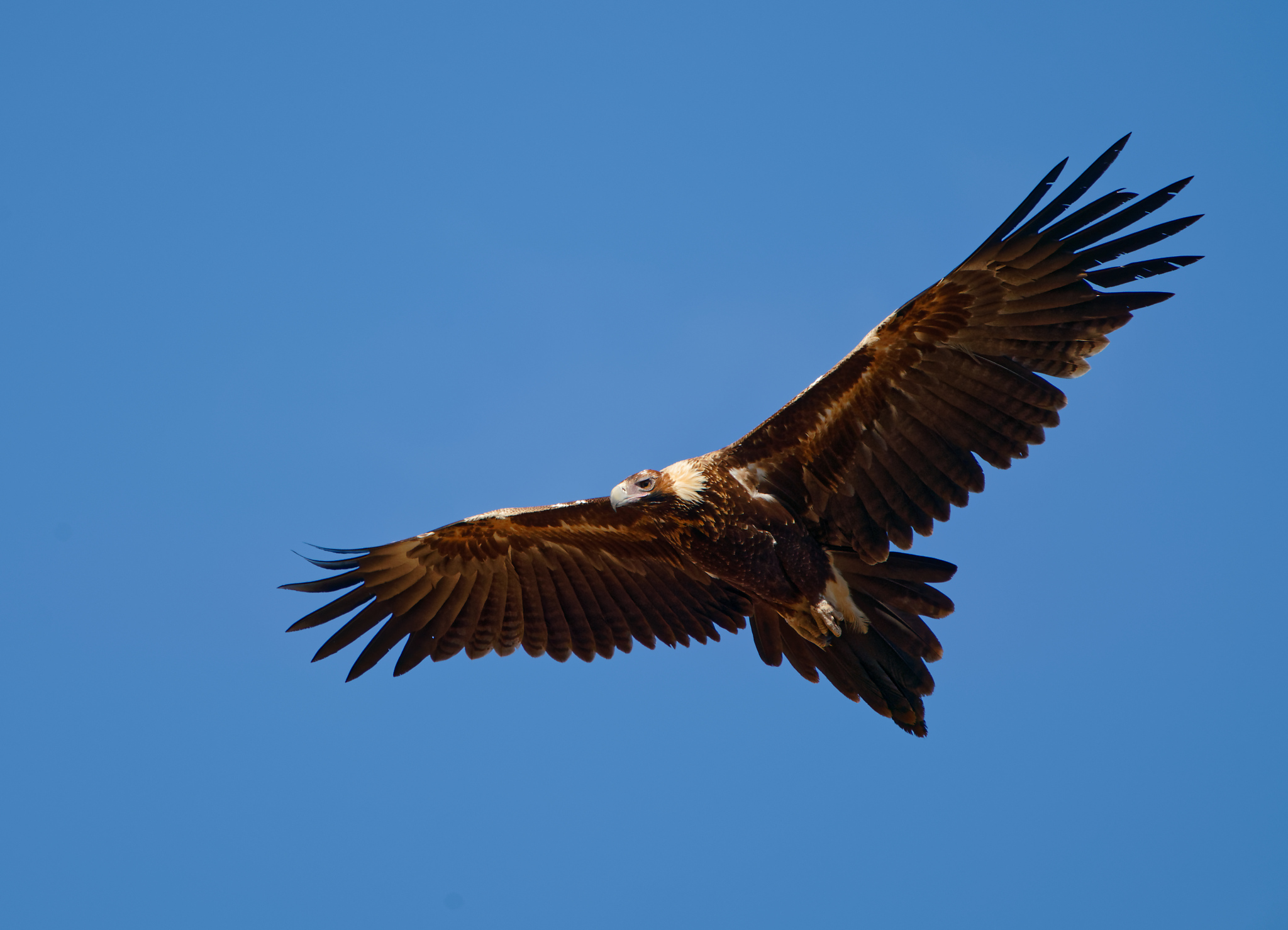 Wedge-tailed Eagle IF (10).jpg