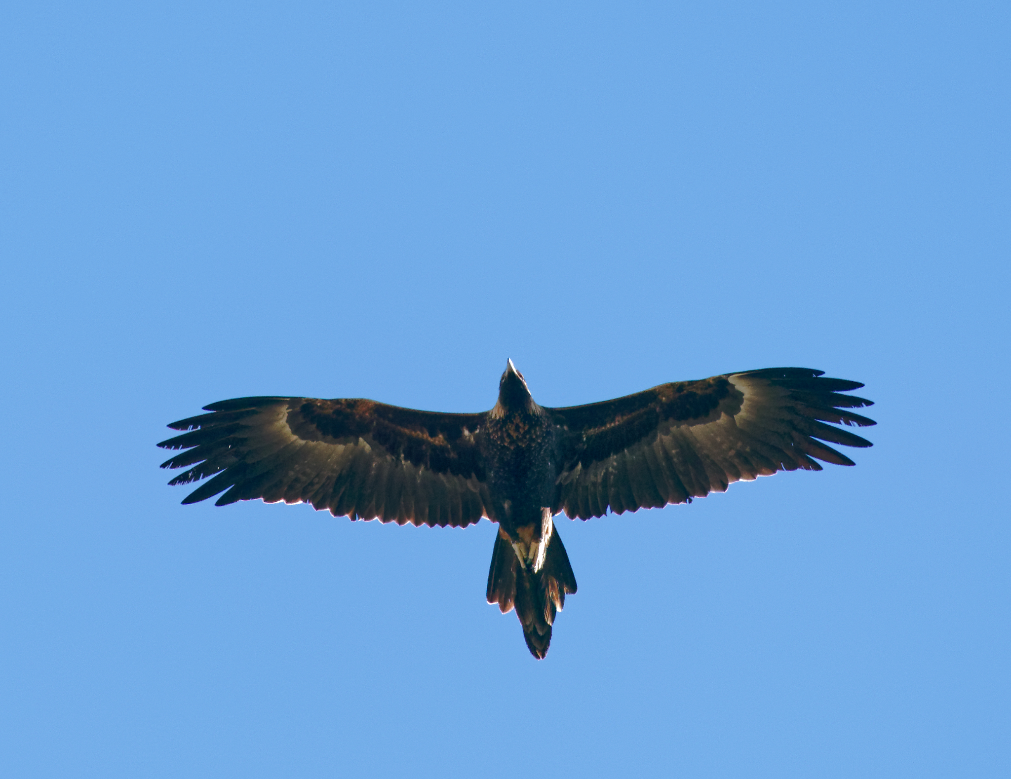 Wedge-tailed Eagle IF (14).jpg