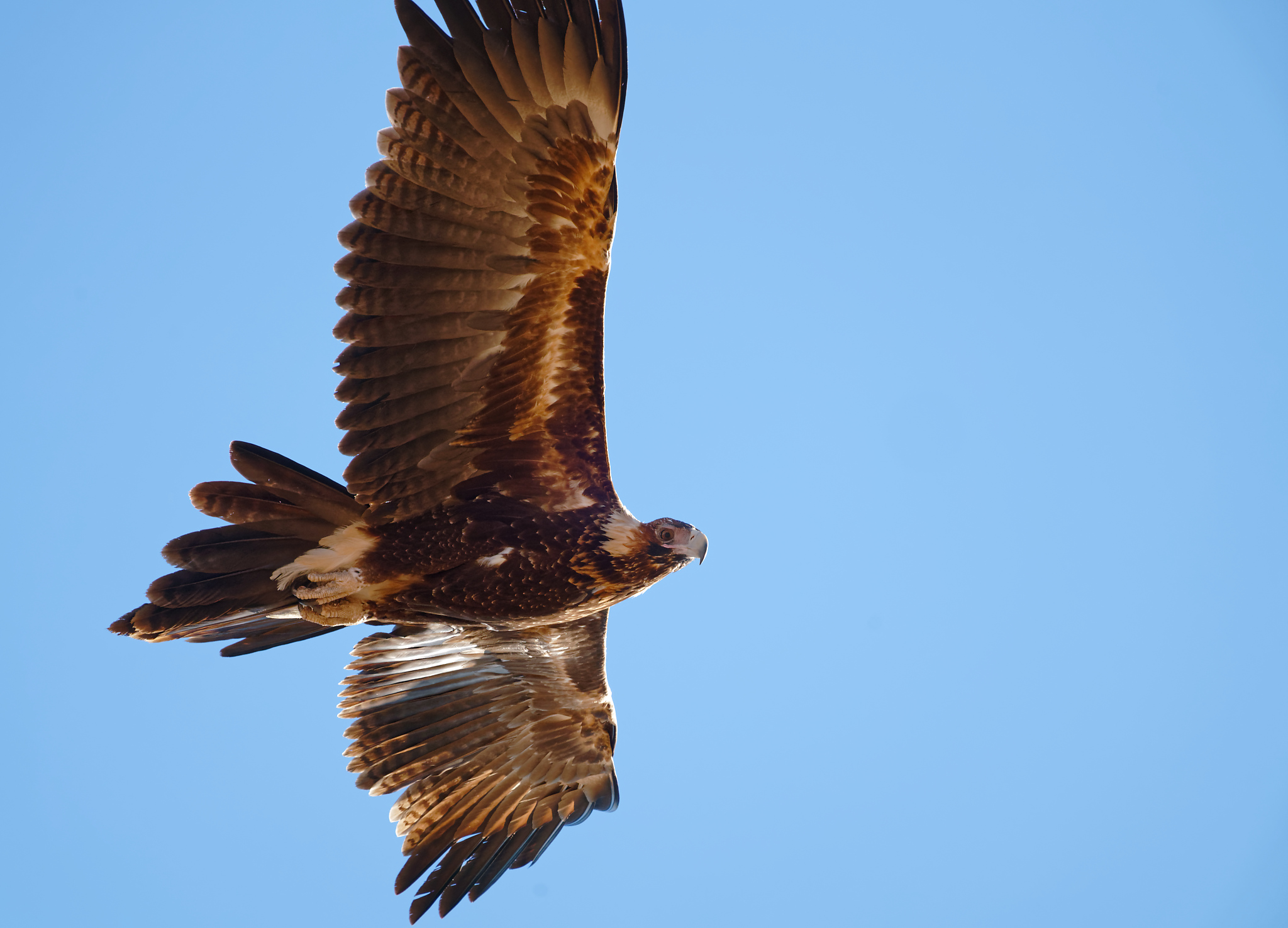 Wedge-tailed Eagle IF (23).jpg