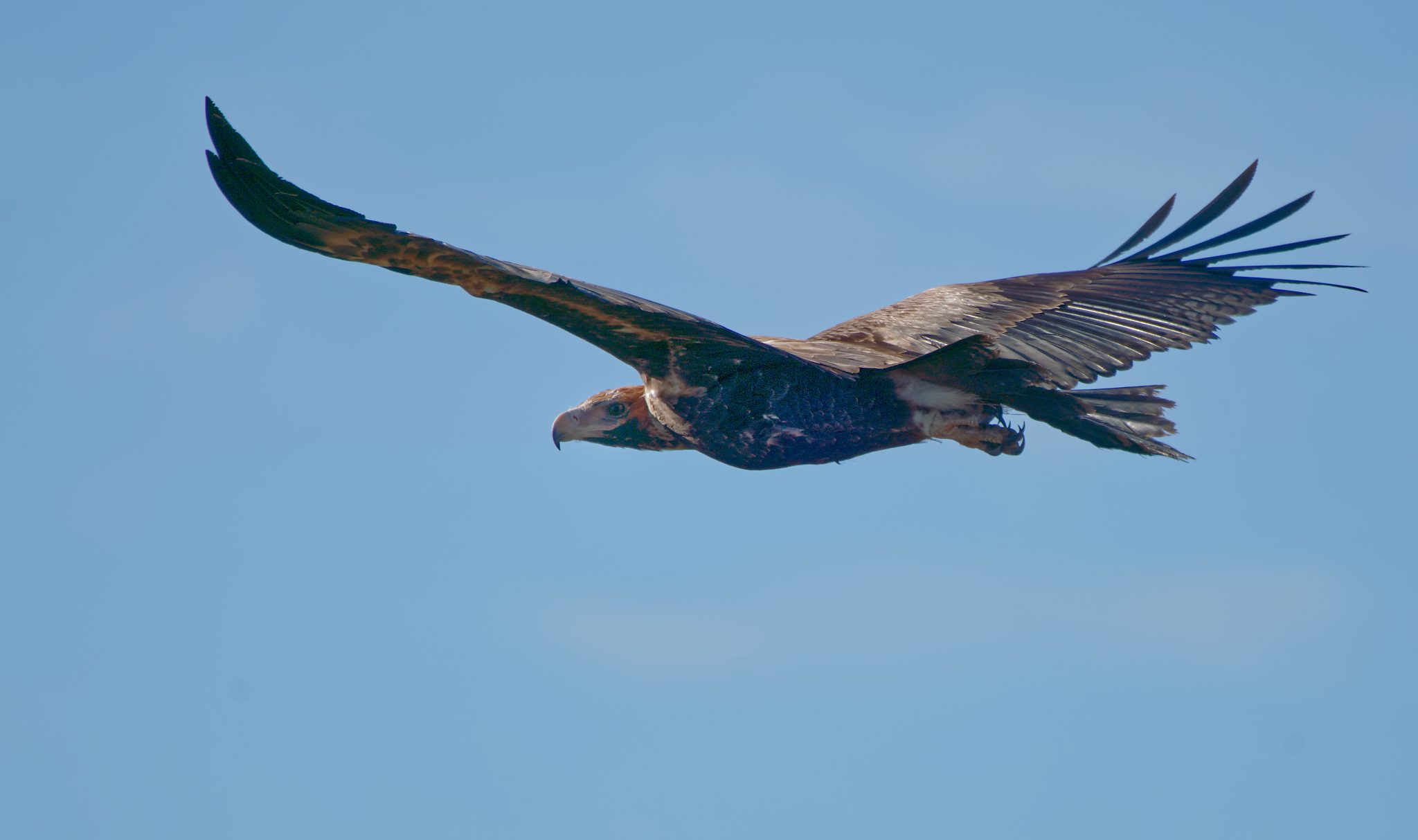 Wedge-tailed Eagle IF (48).jpg