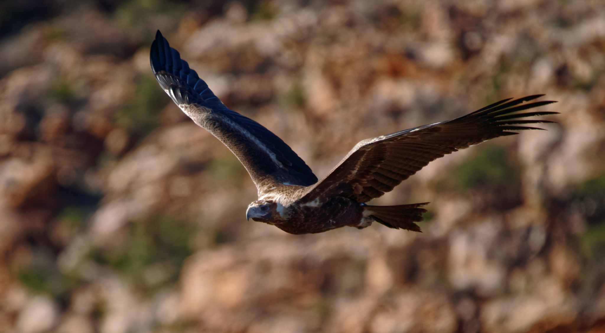 Wedge-tailed Eagle in gorge IF (28).jpg