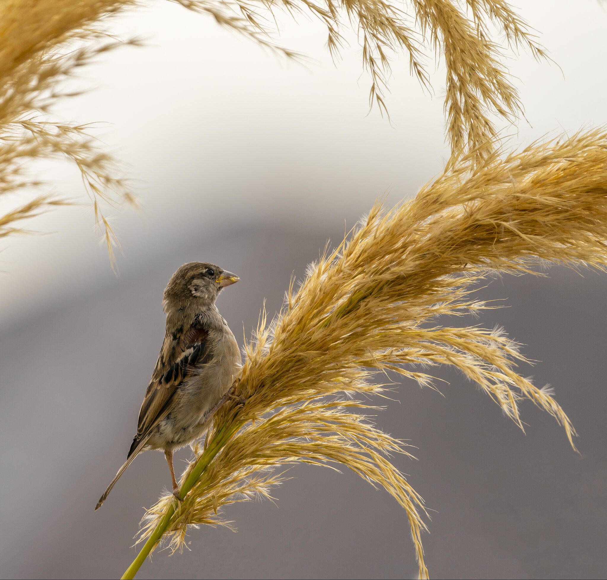 Wee Sparrow on Pampas Grass .jpg