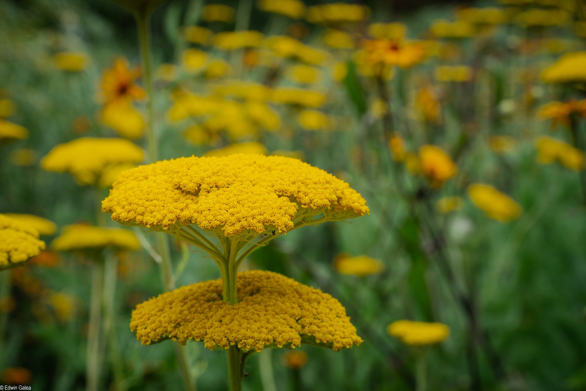 weeds Greenwich Park-1.jpg