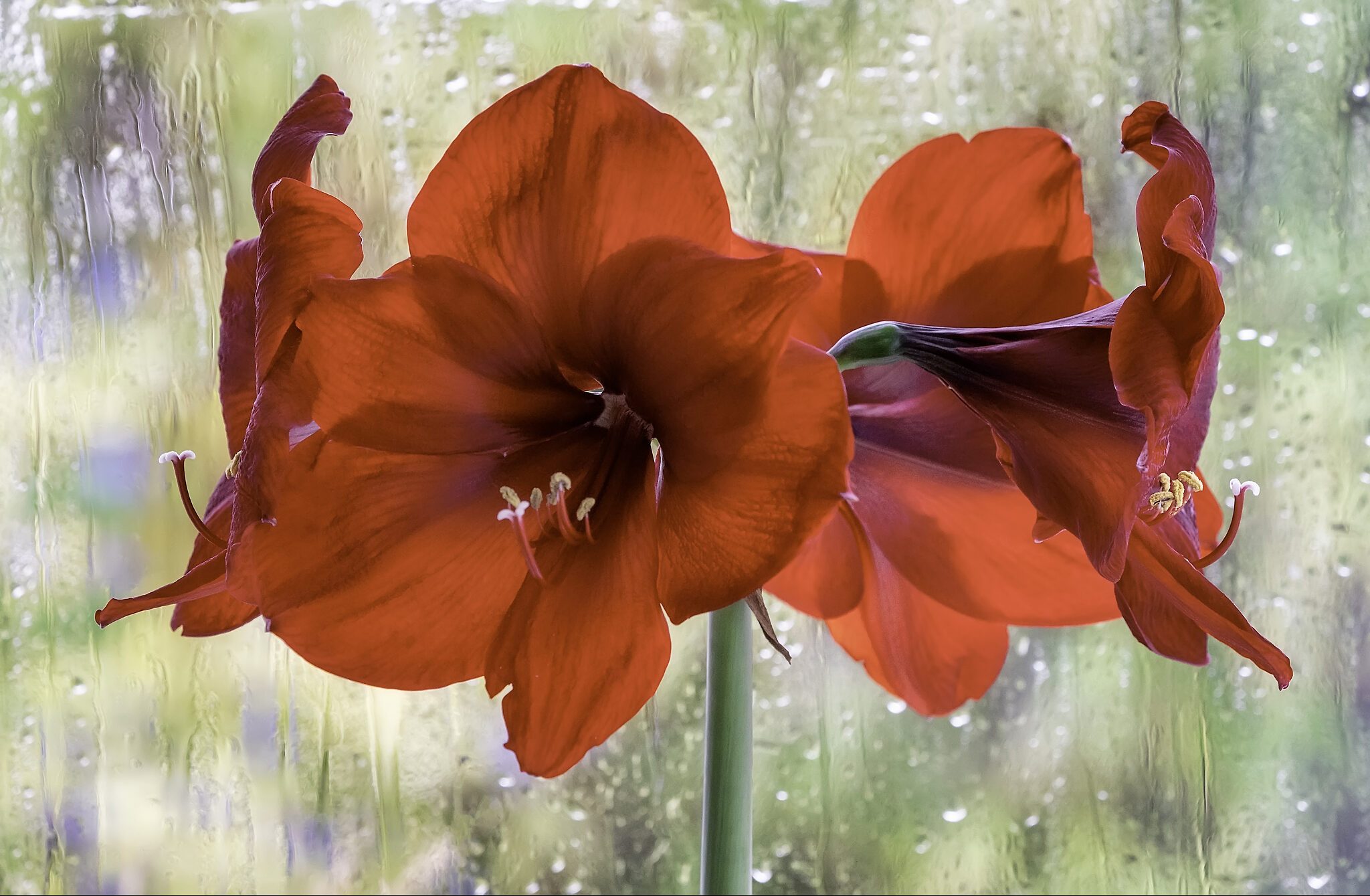  Wet Window & Amaryllis Flowers In The Rain  .jpg