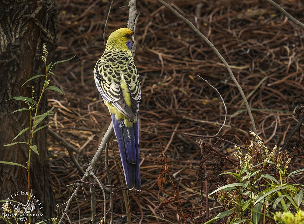 Wetlands by Two 8-04-2025 (10).JPG